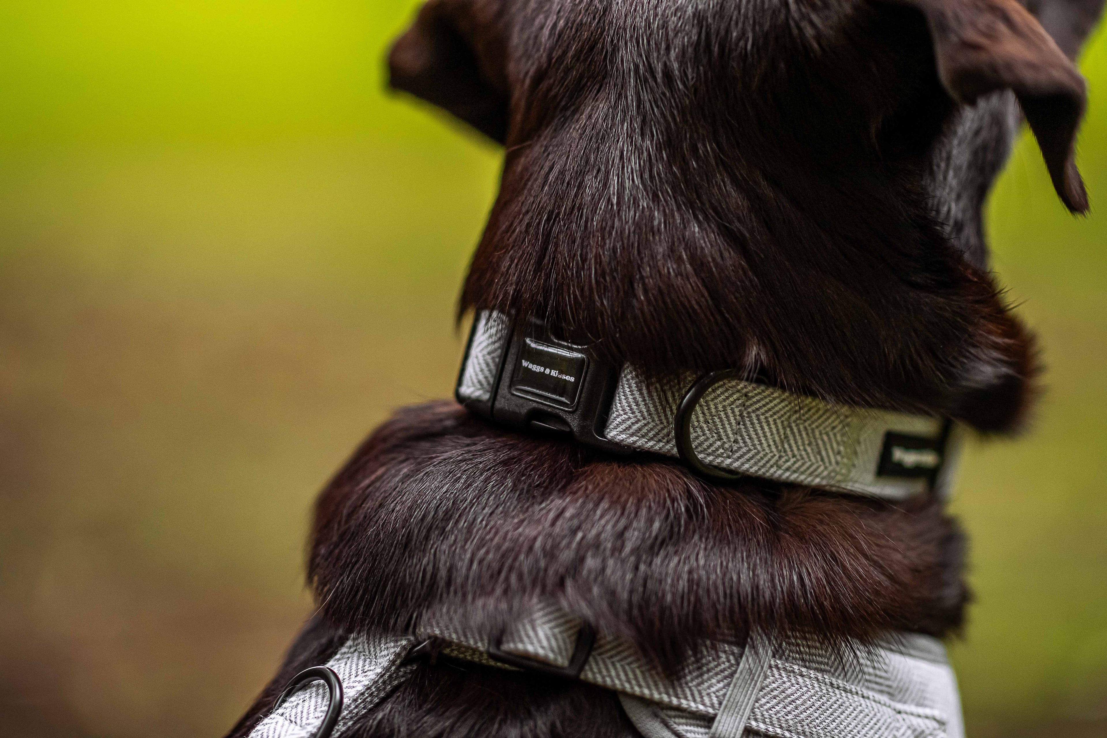 Are Tweed Collars Good for Dogs with Sensitive Skin