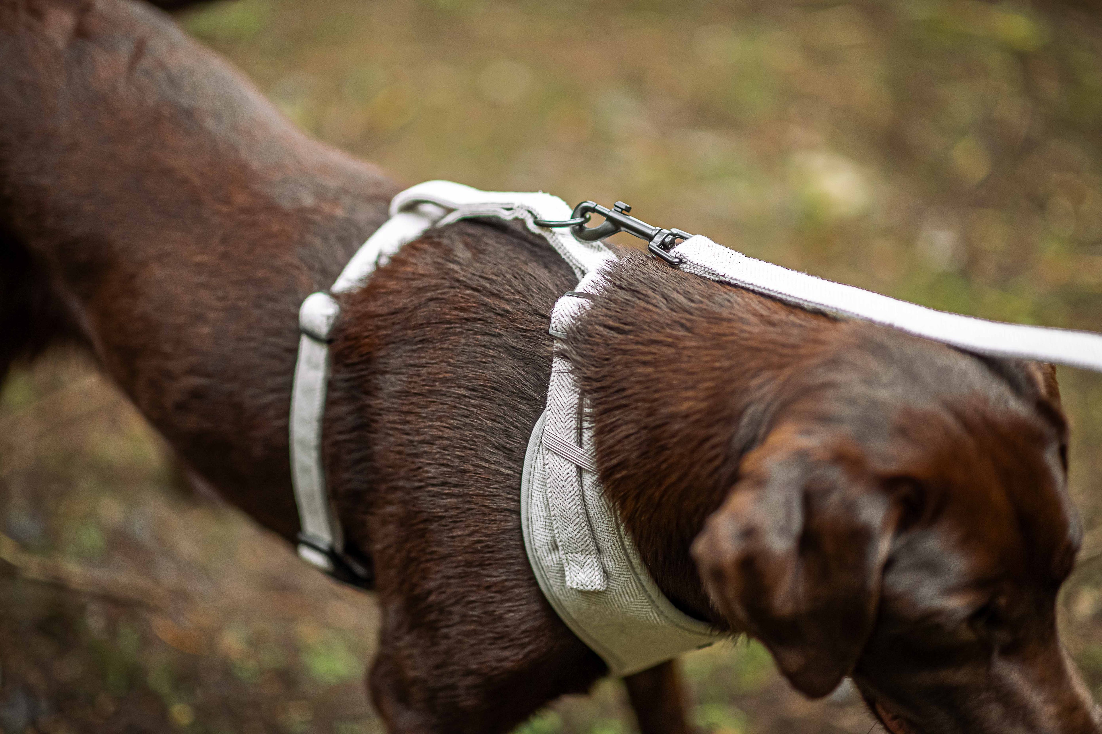 Benefits of Tweed Dog Harnesses vs. Nylon