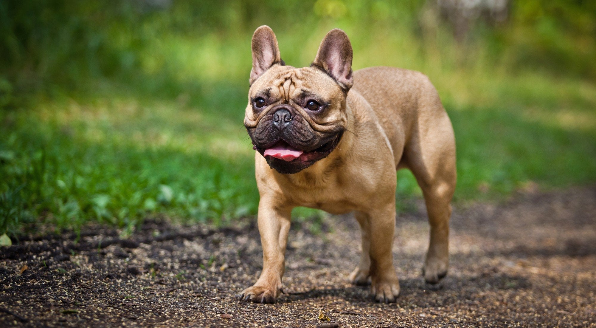 Best Collar for Your French Bulldog