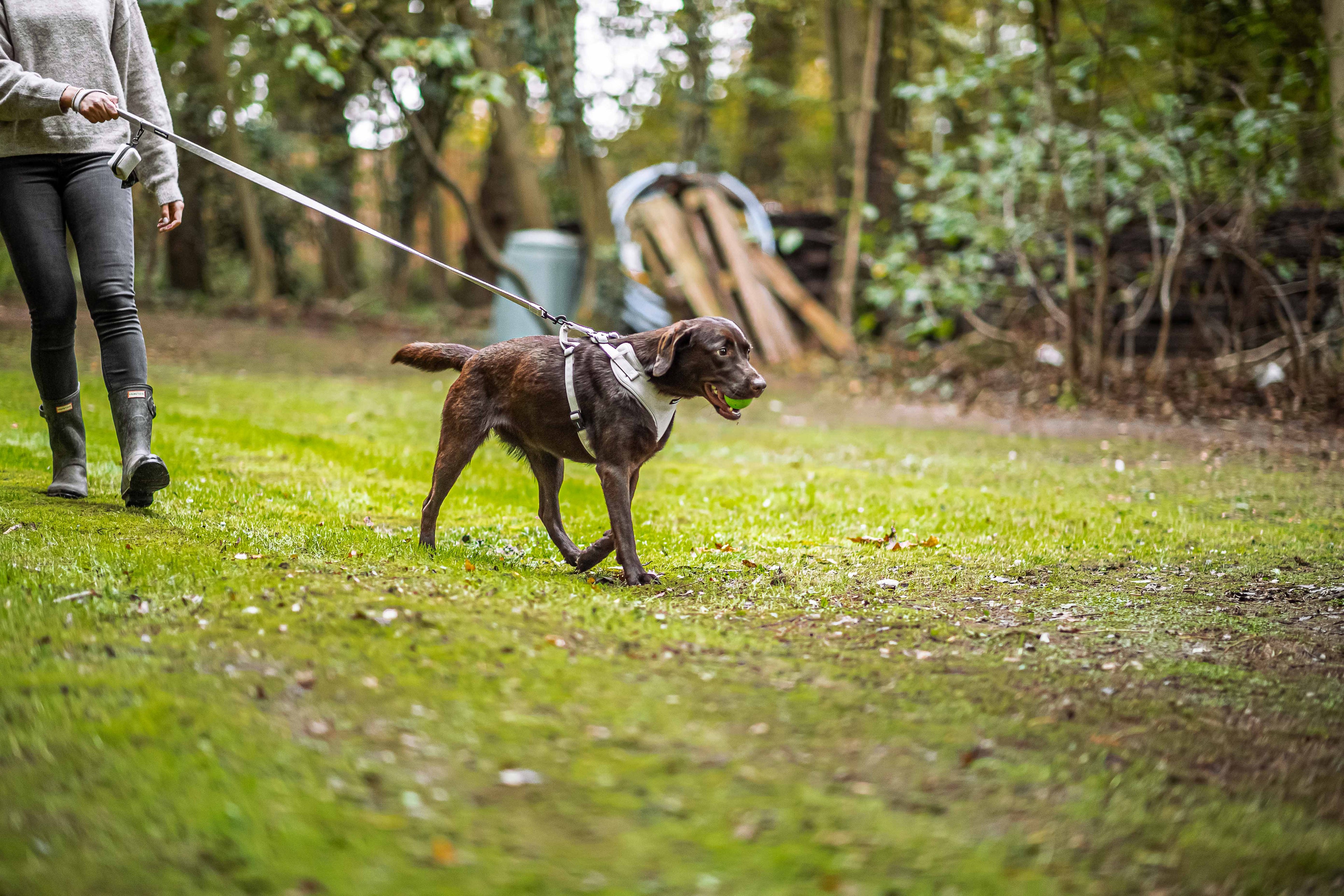 Best Dog Harnesses for Small, Medium and Large Breeds