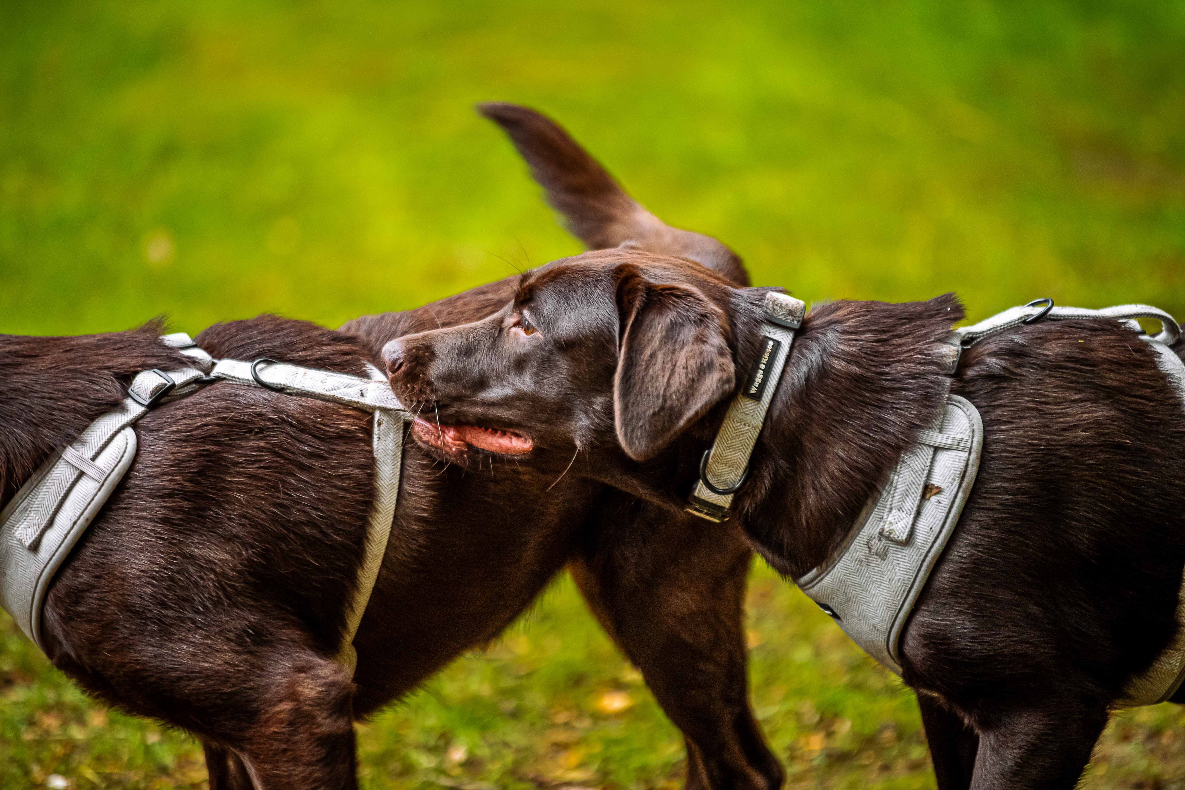Dealing With Multi-Dog Pulls Tandem Walking Techniques