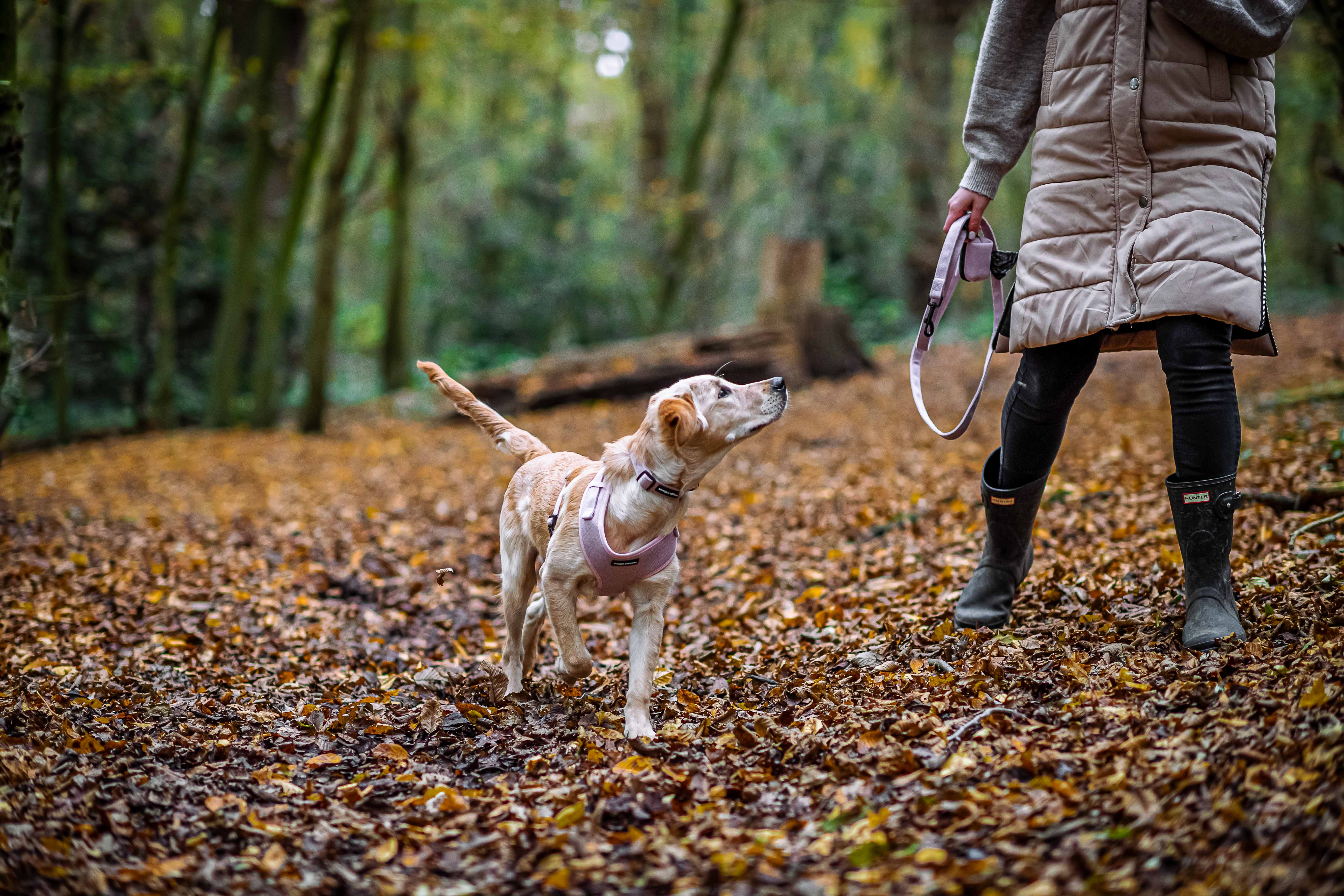 Dog Walk Etiquette: 7 Rules Every Pet Owner Should Know | Waggs and Kisses