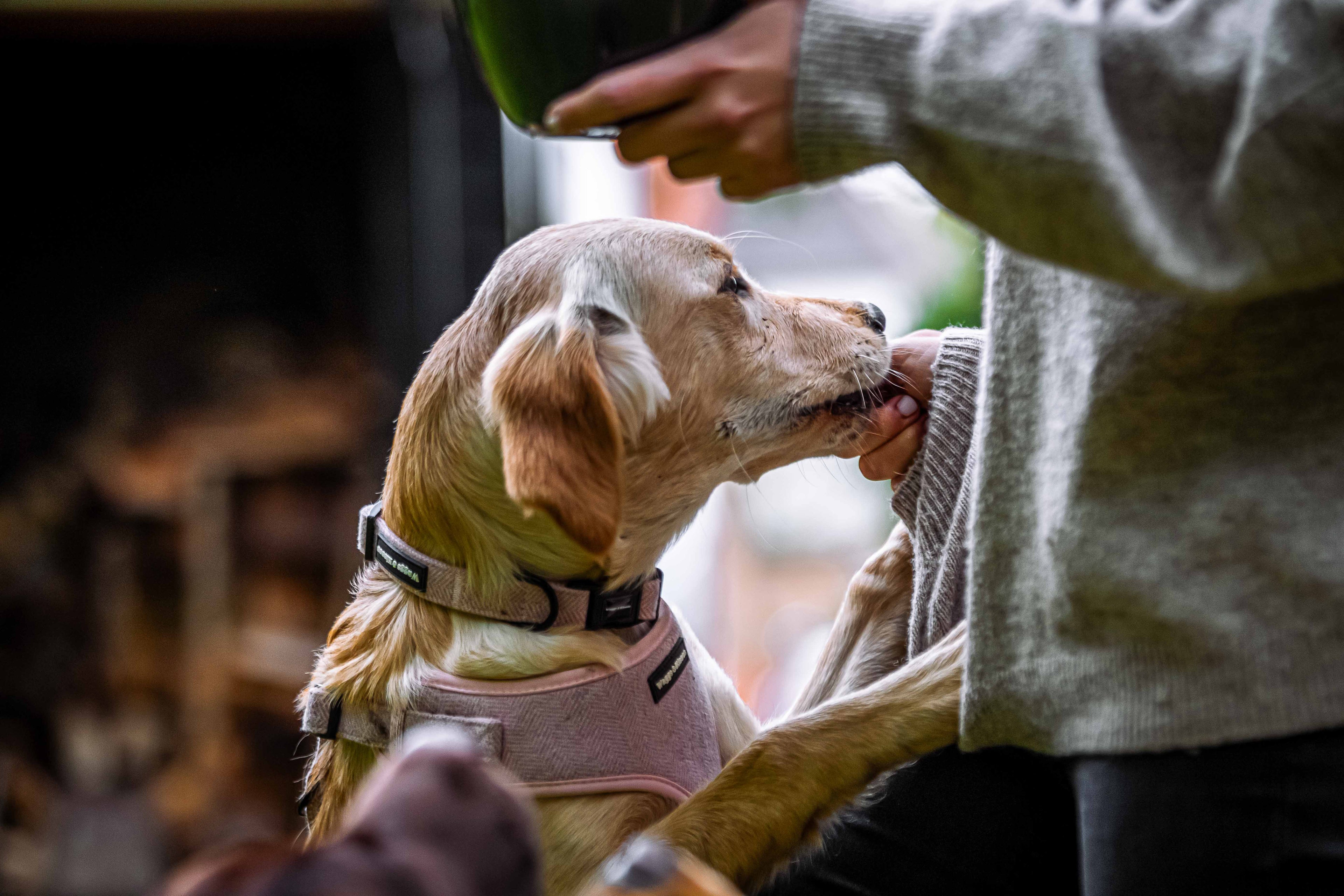 Dog Walking Tips For Busy Owners In The UK