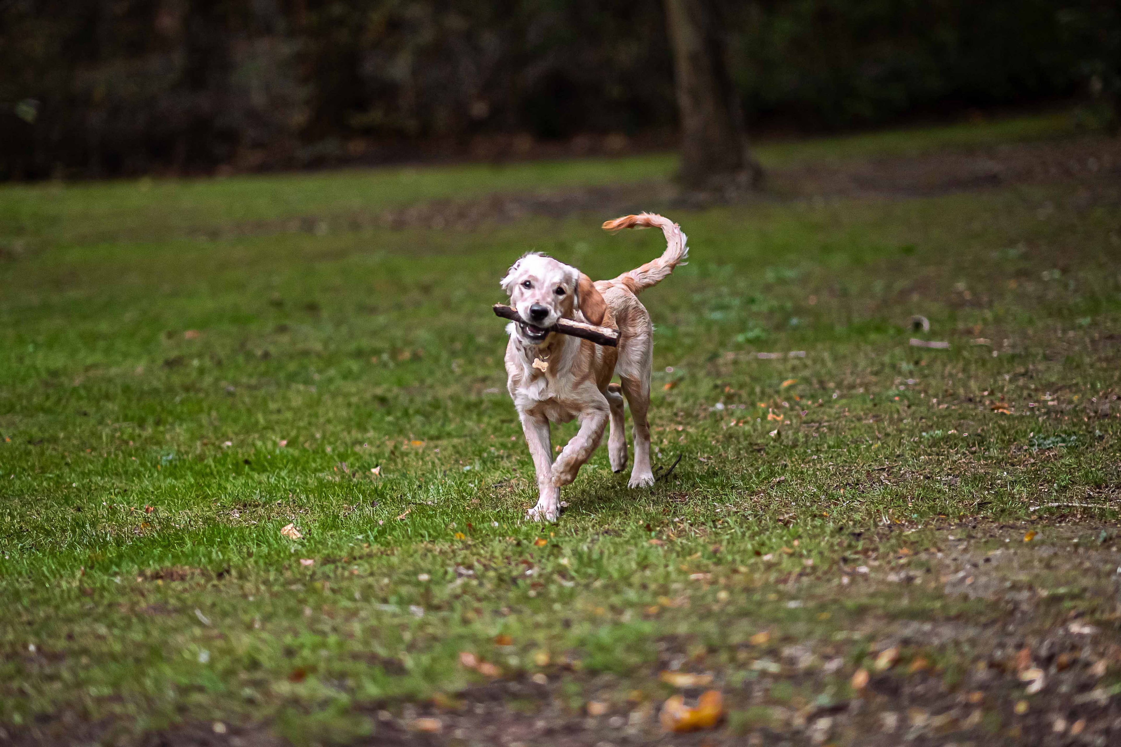 Essentials to Carry in Your Dog Walking Bag