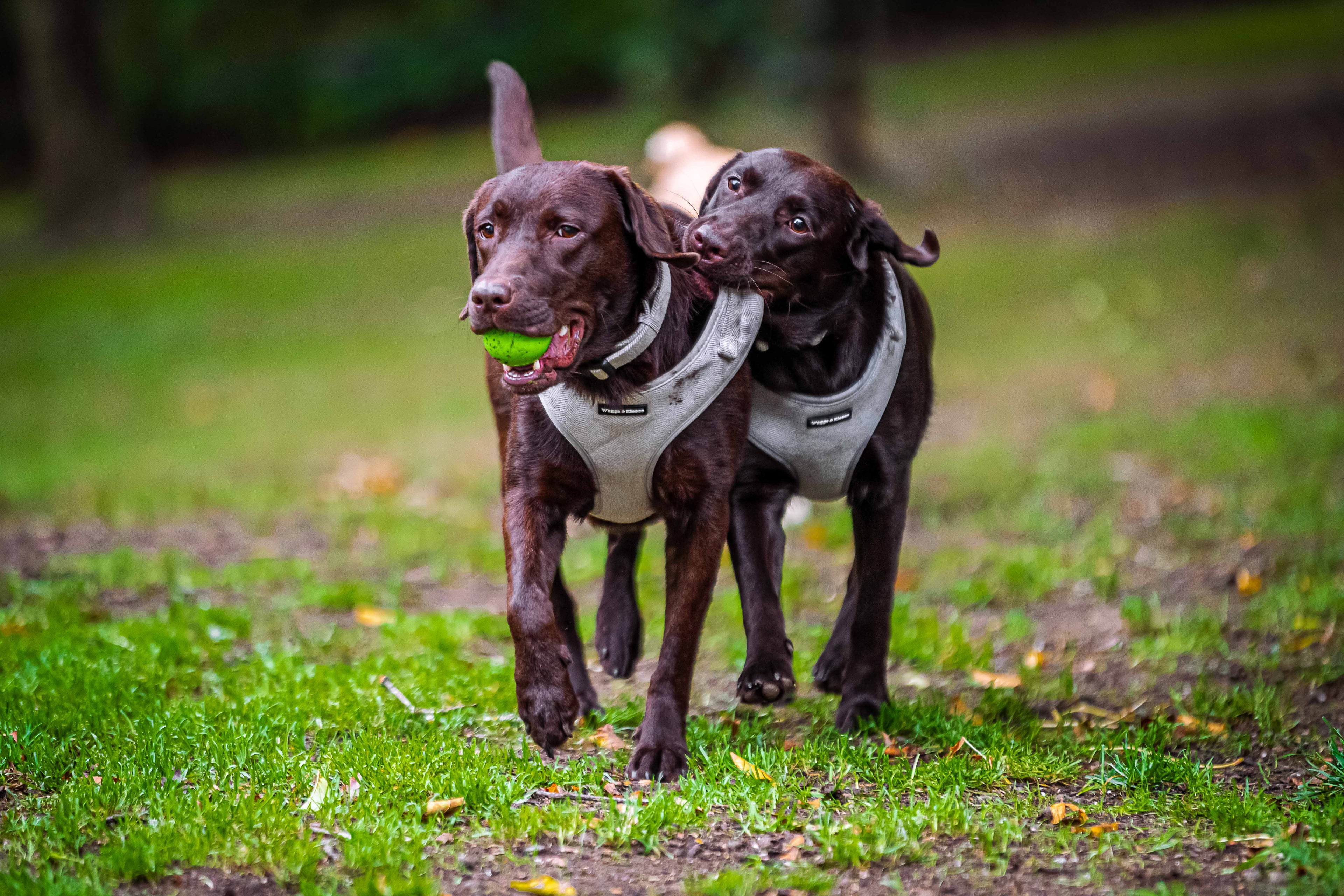 From City Streets to Country Trails Tweed for Every Walk