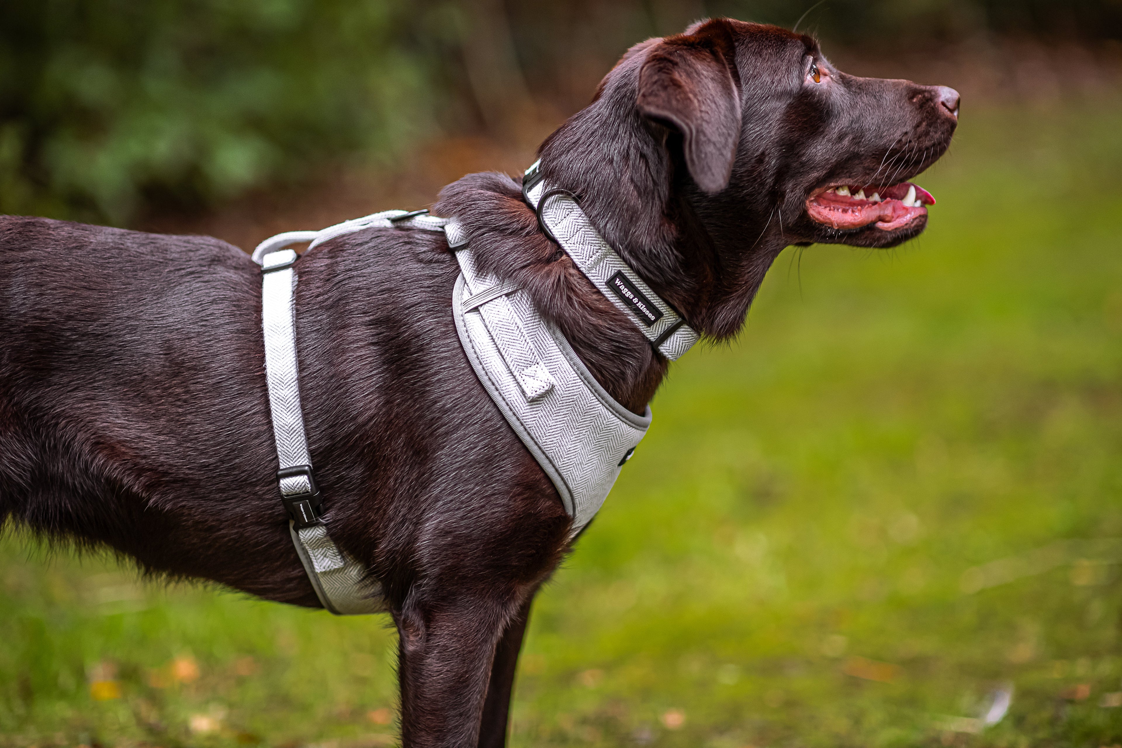 Harness vs. Collar: Which Is Better for Your Dog’s Walks?