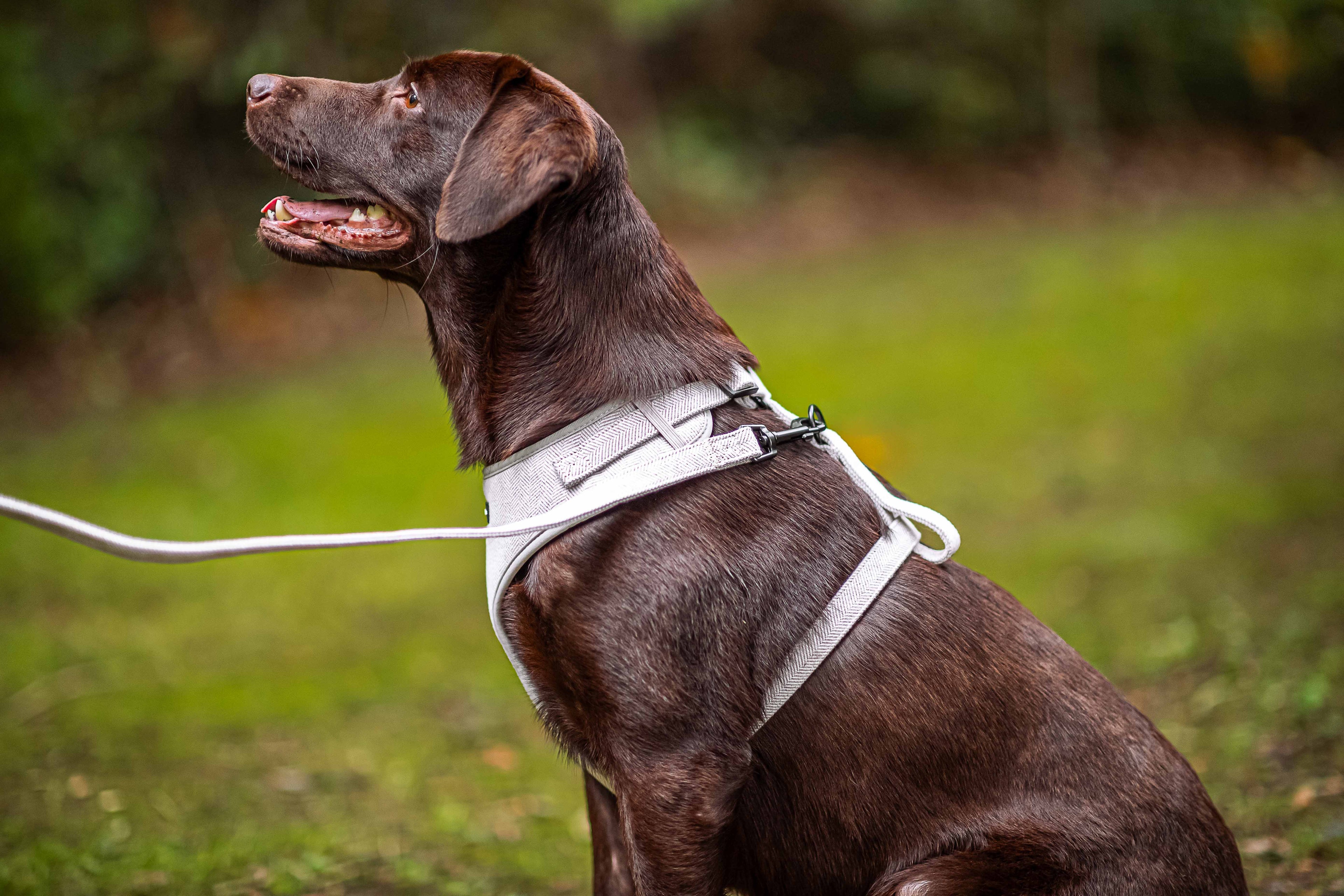 How To Measure Your Dog For A Harness