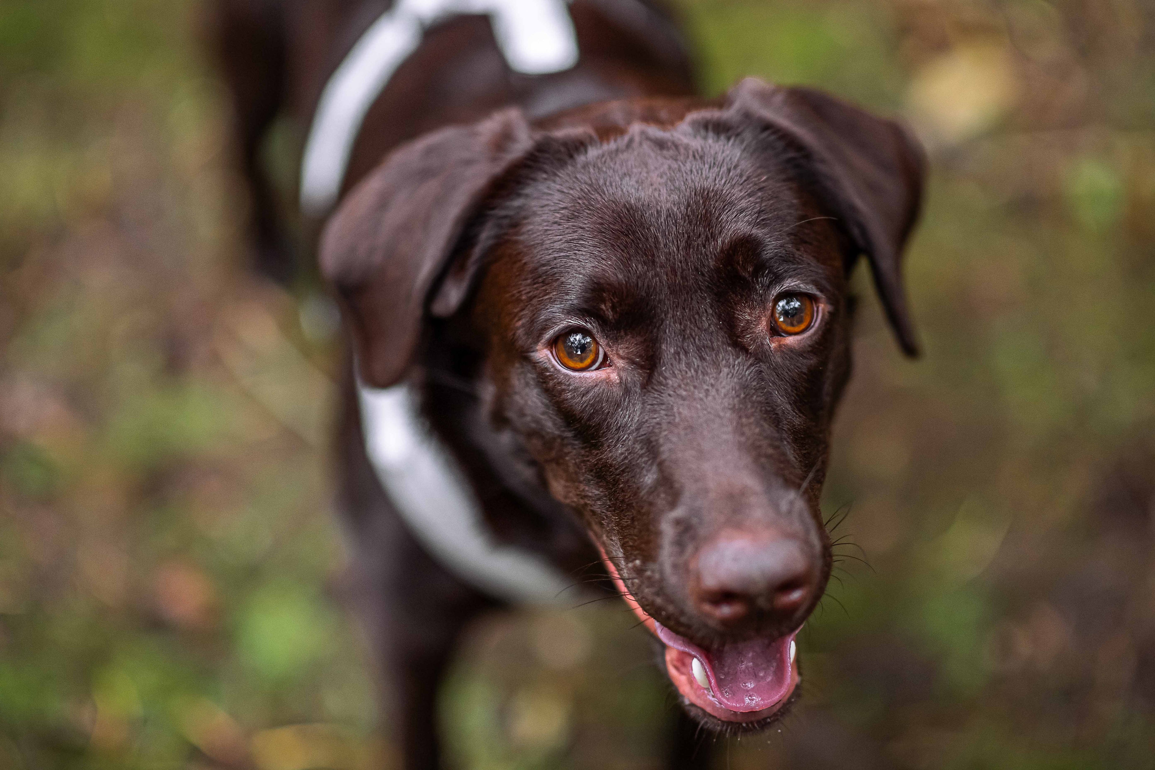 How to Choose the Right Dog Lead for Your Pup’s Personality