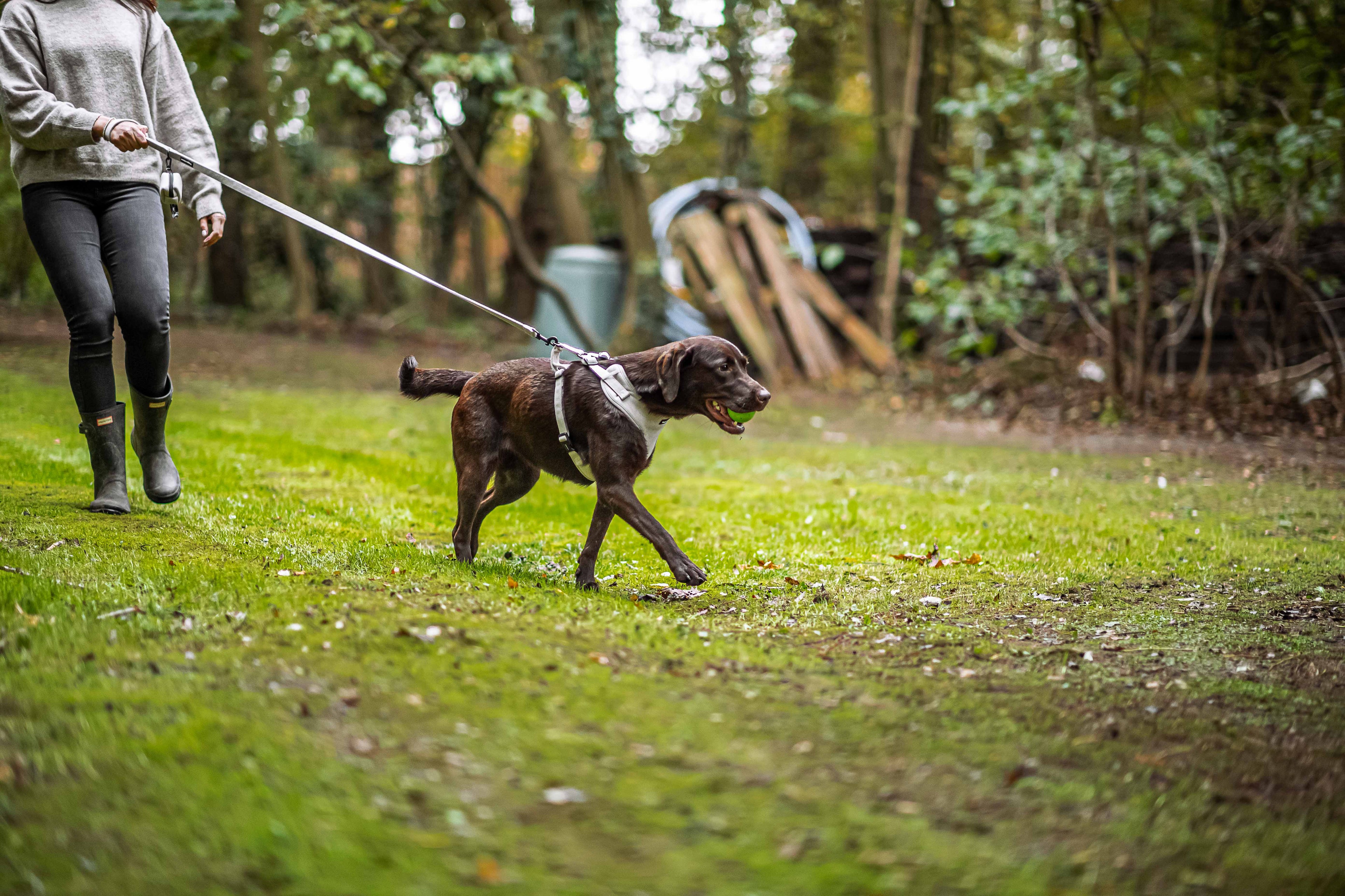 How to Choose the Right Lead for Your Dog’s Walking Style