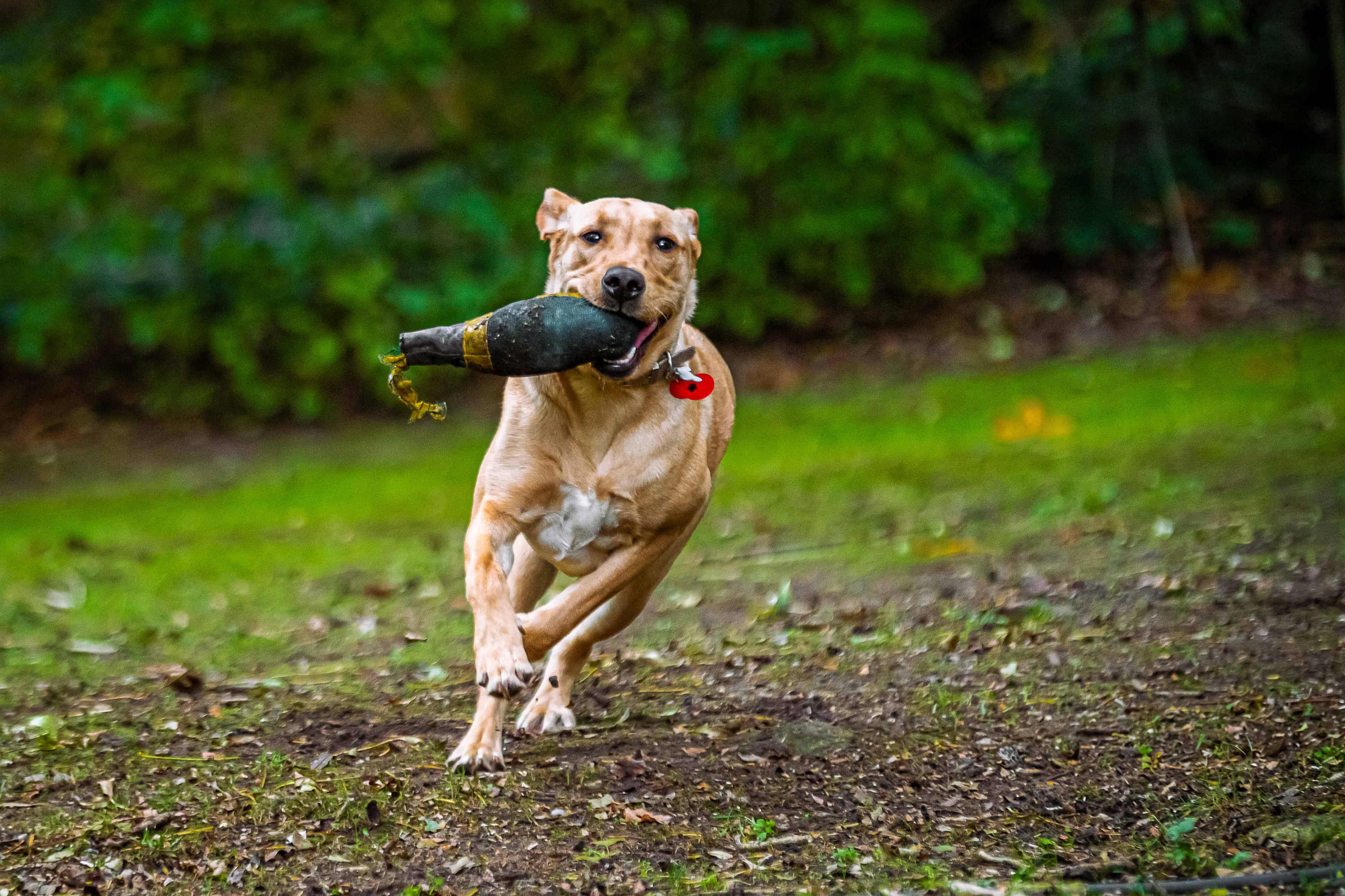 How to Handle a Leash-Reactive Dog During Walks