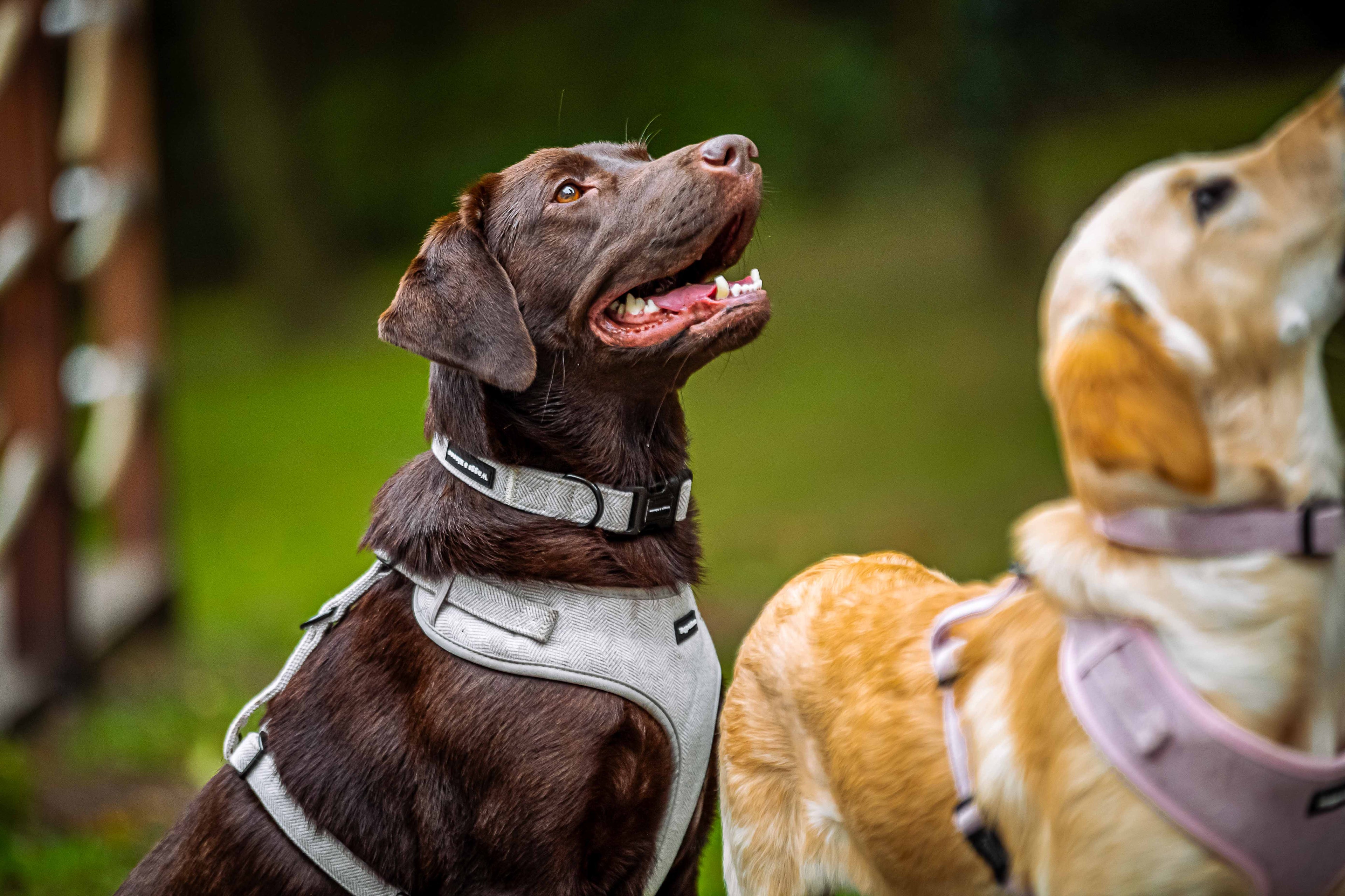 How to Match Your Dog’s Collar, Lead & Harness Like a Pro