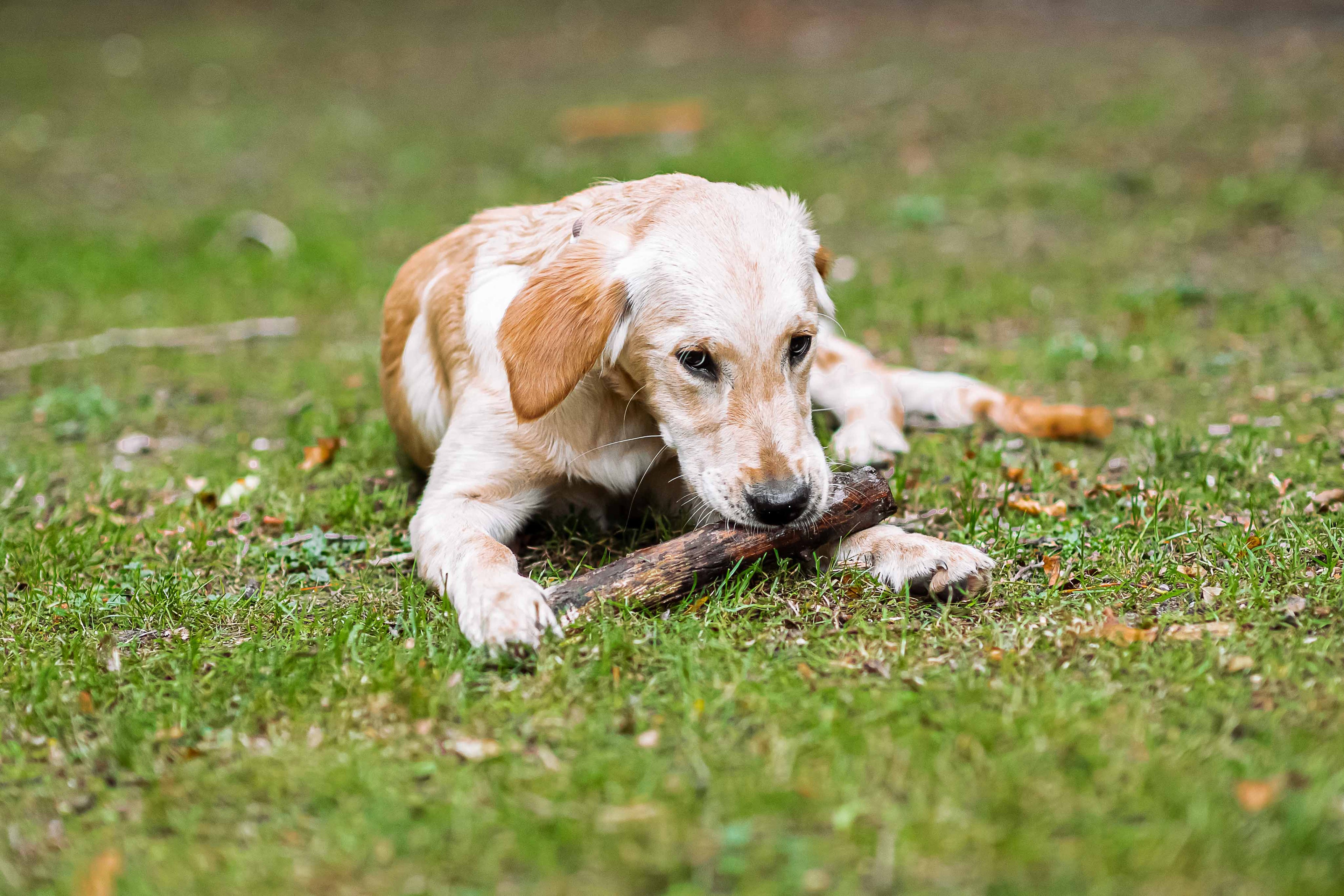 How to Protect Your Dog’s Paws During Hot Weather Walks