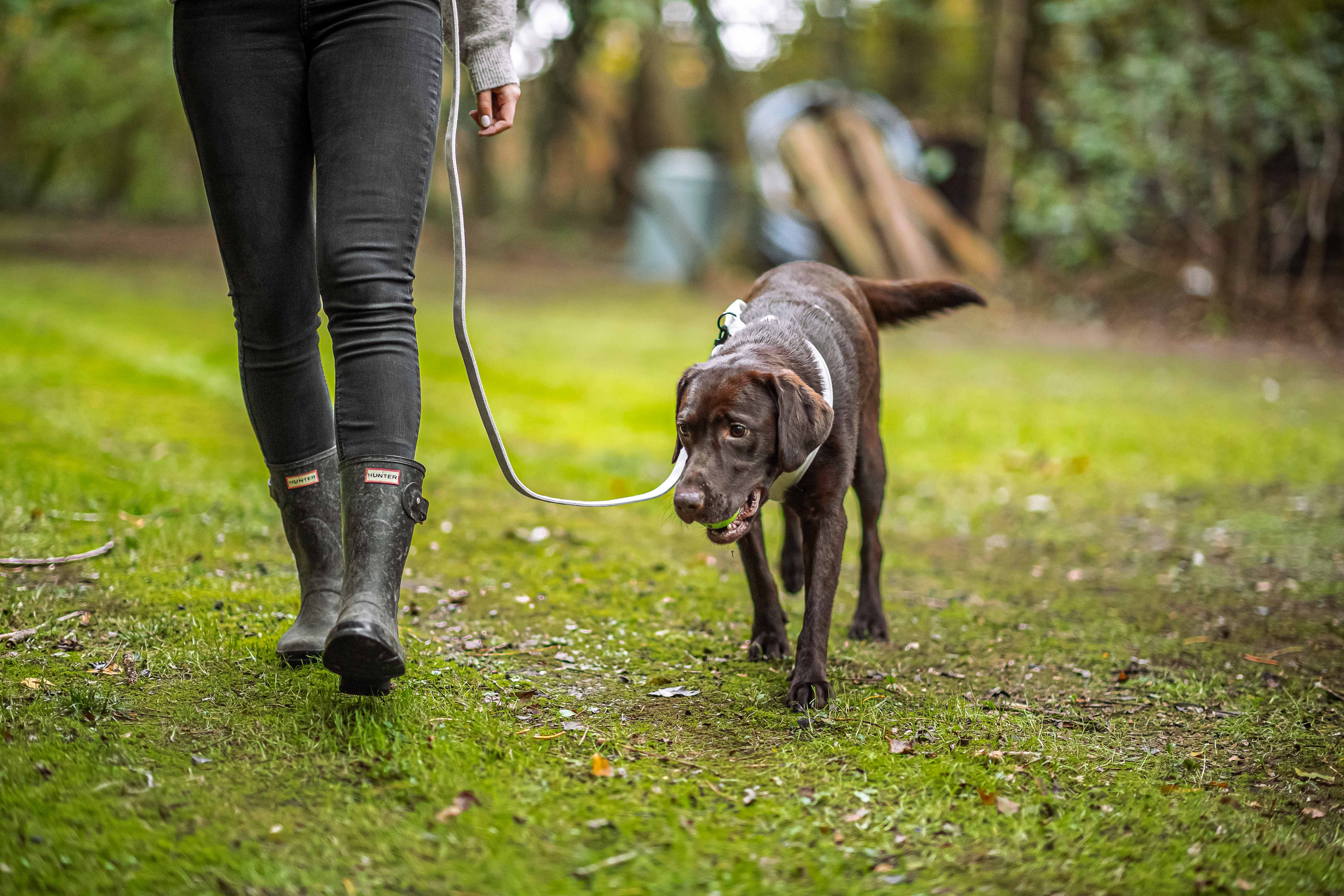 How to Stop Your Dog from Pulling on the Lead