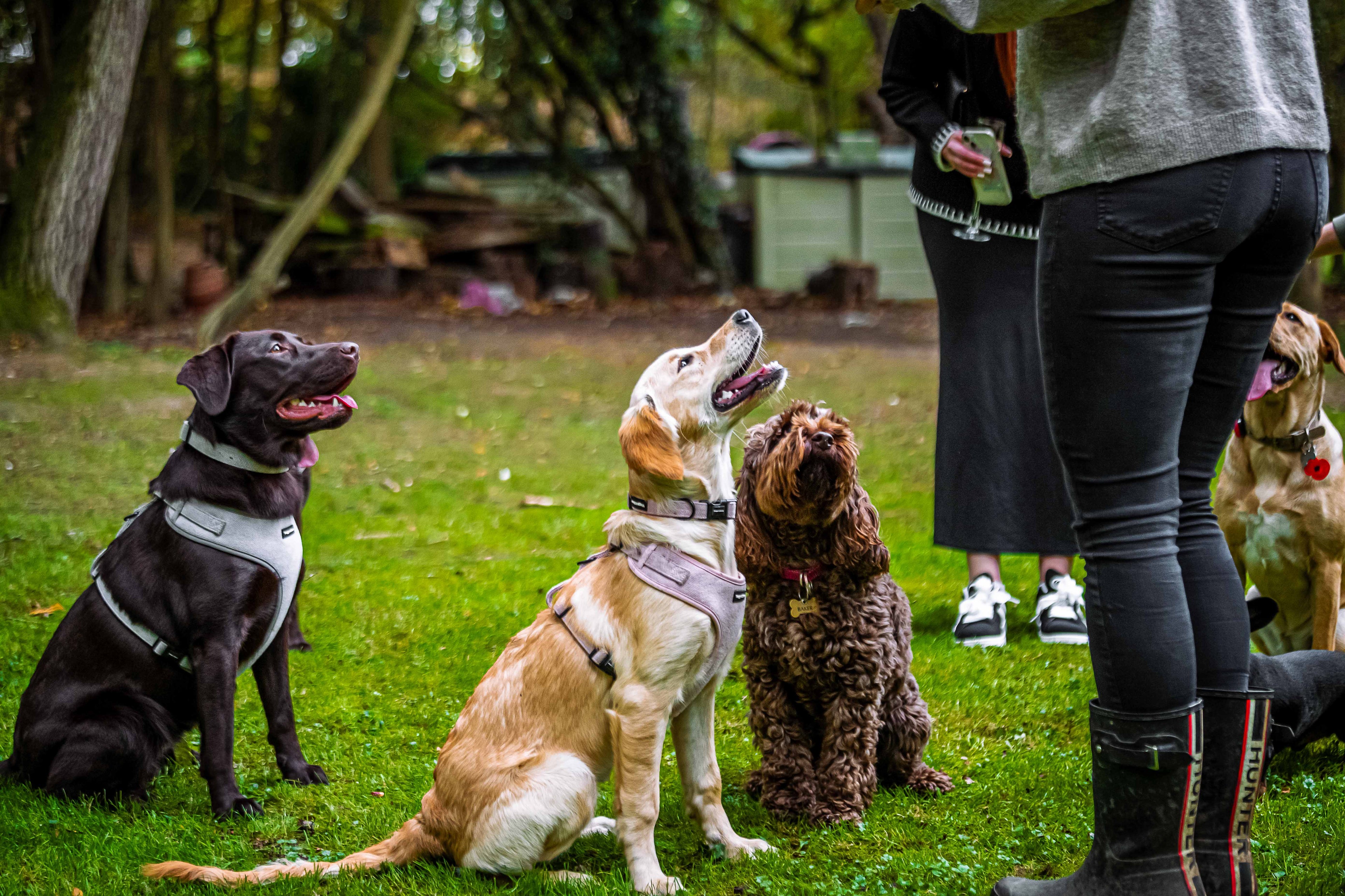 How to Train Your Dog to Walk Nicely on a Lead