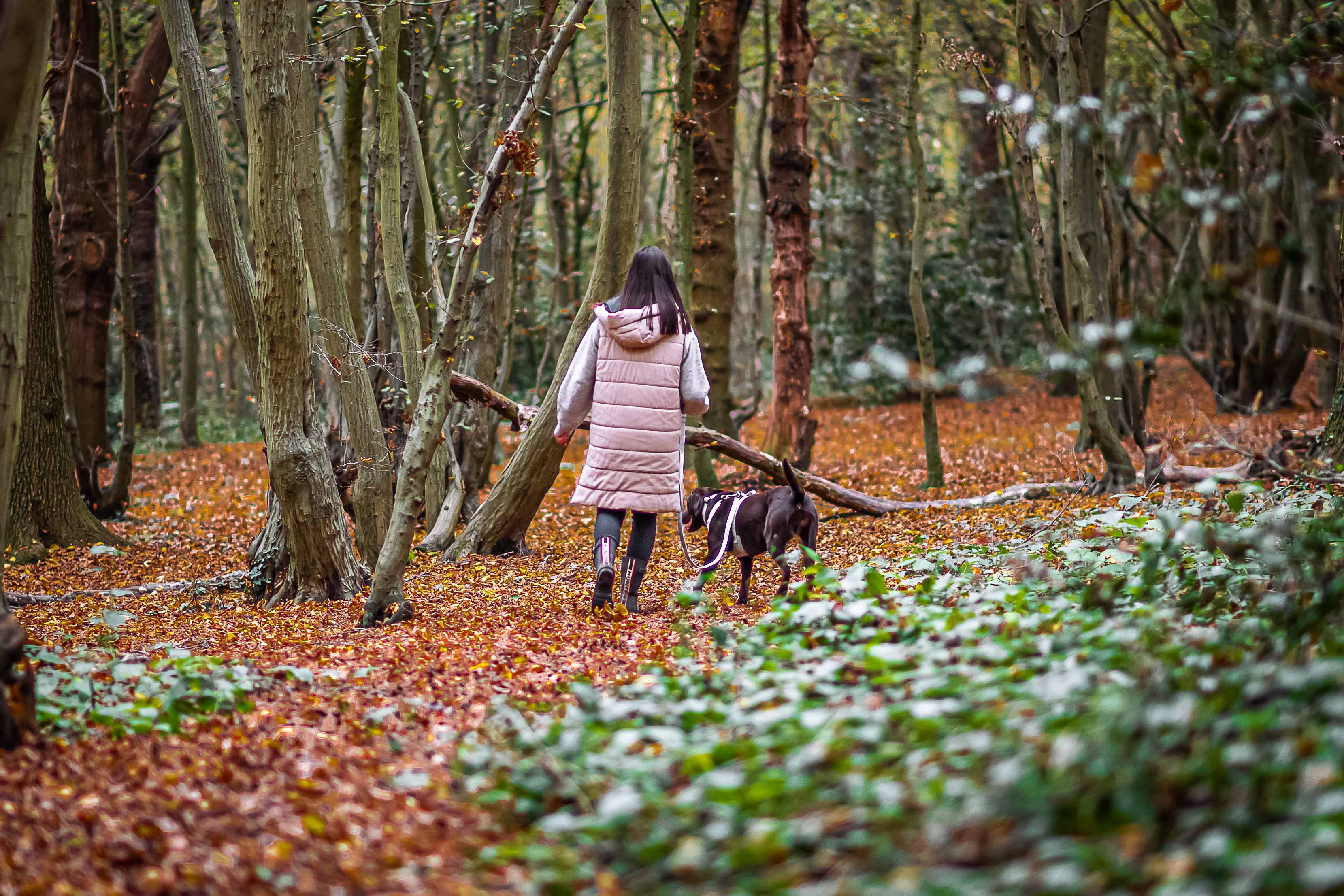 How to Train Your Dog to Walk Nicely on a Lead