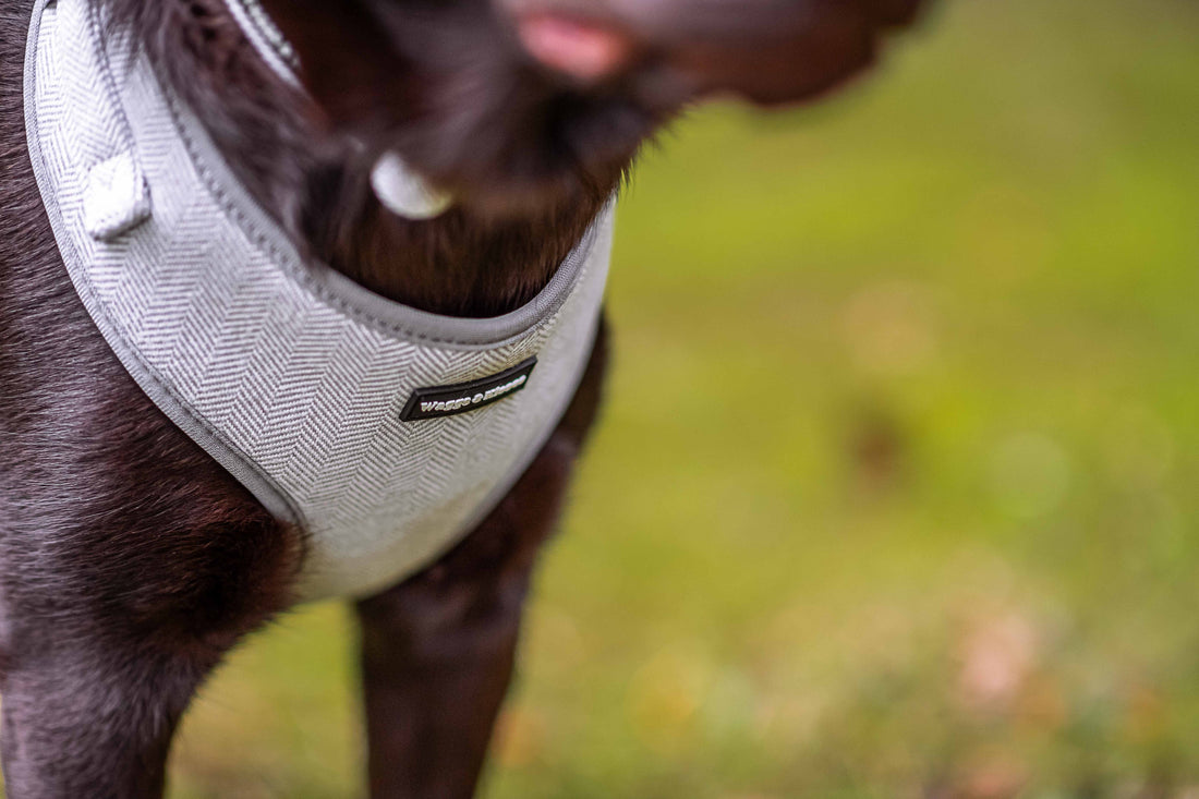 Ideal Dog Leads for Labrador Retrievers Finding the Right Fit