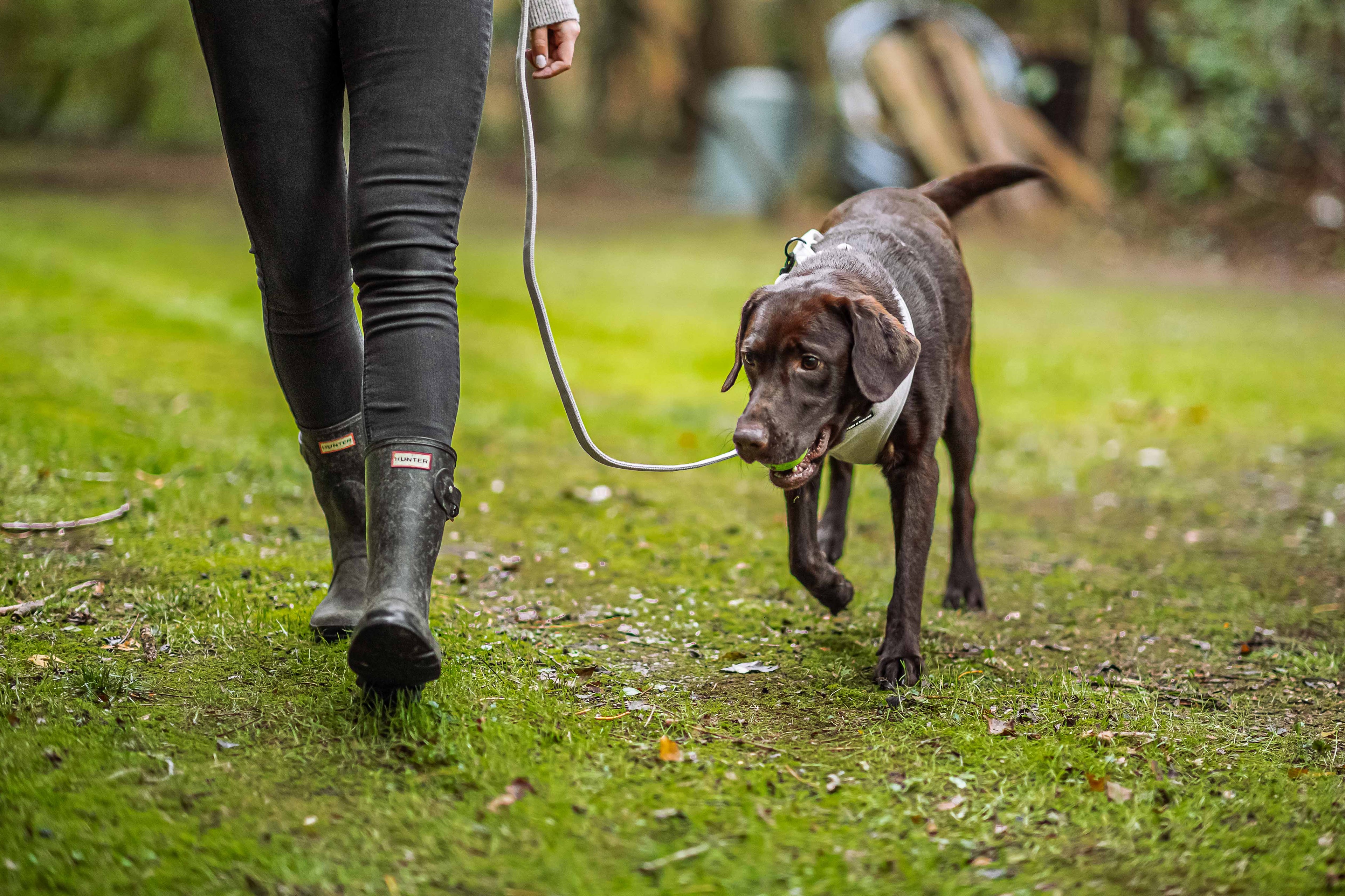 Preparing for Rainy Day Dog Walks Must-Have Accessories