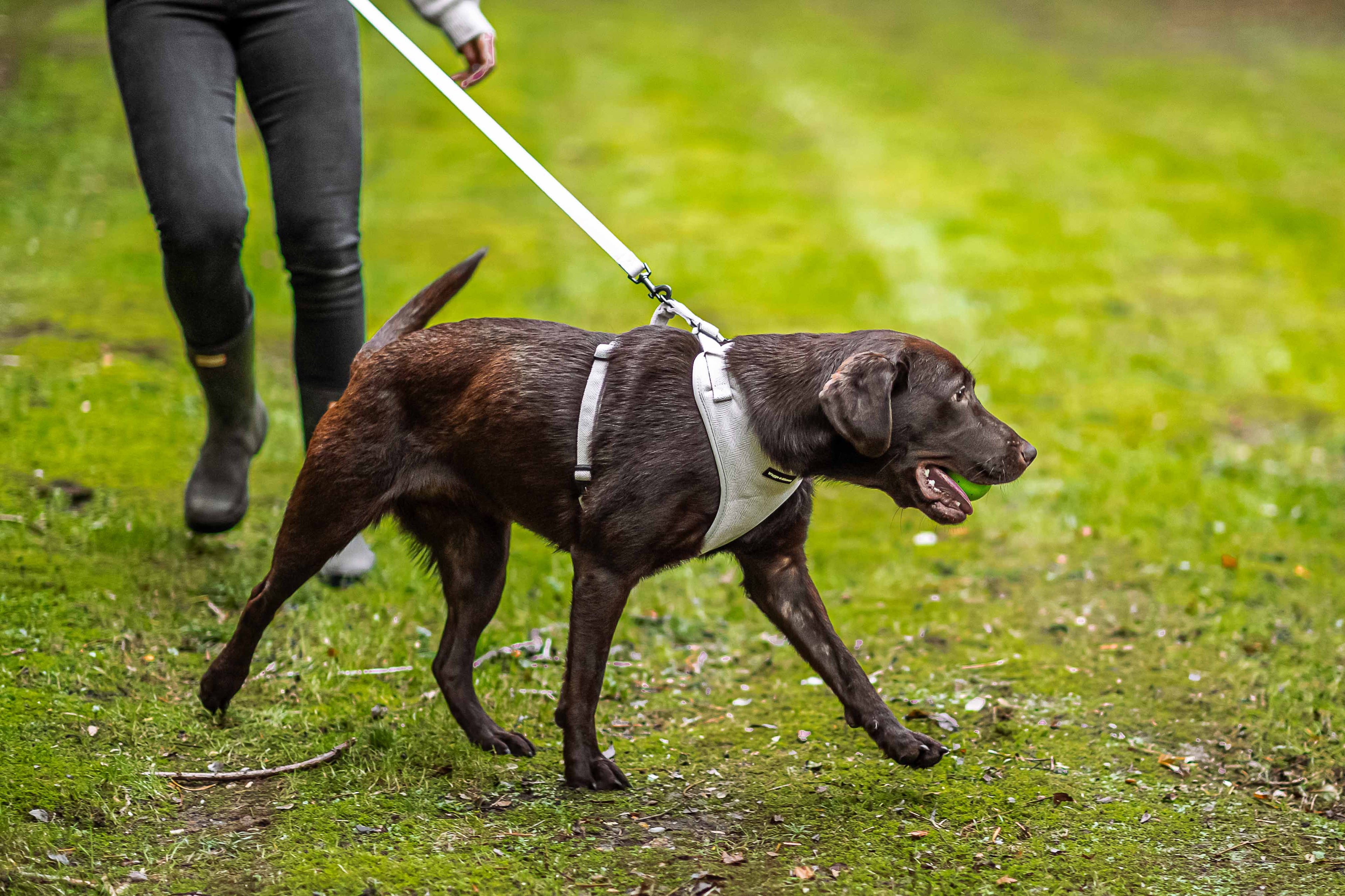 Rope vs. Fabric Dog Leads Pros and Cons