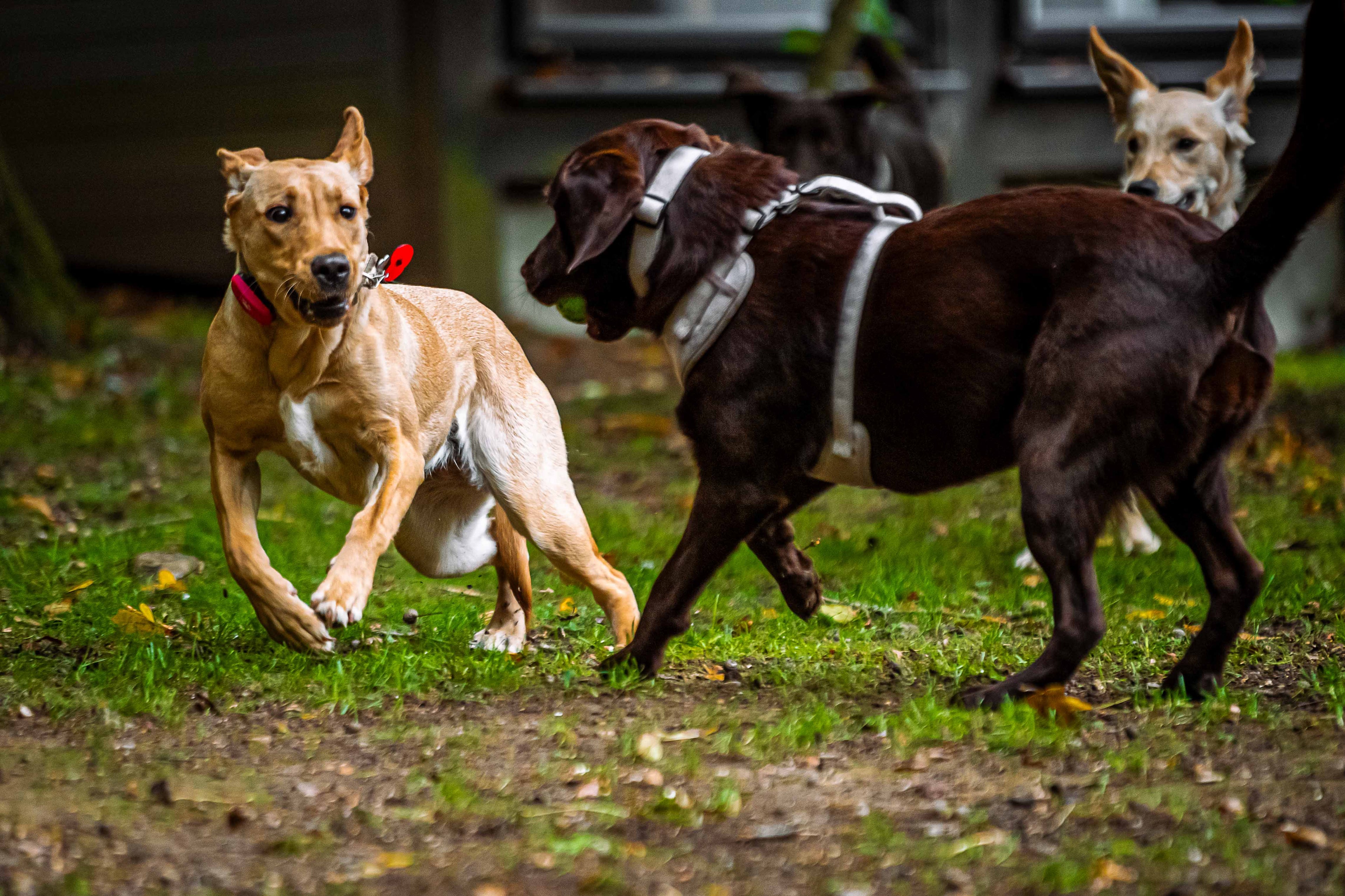 Seasonal Style Guide Tweed Dog Accessories for AutumnWinter