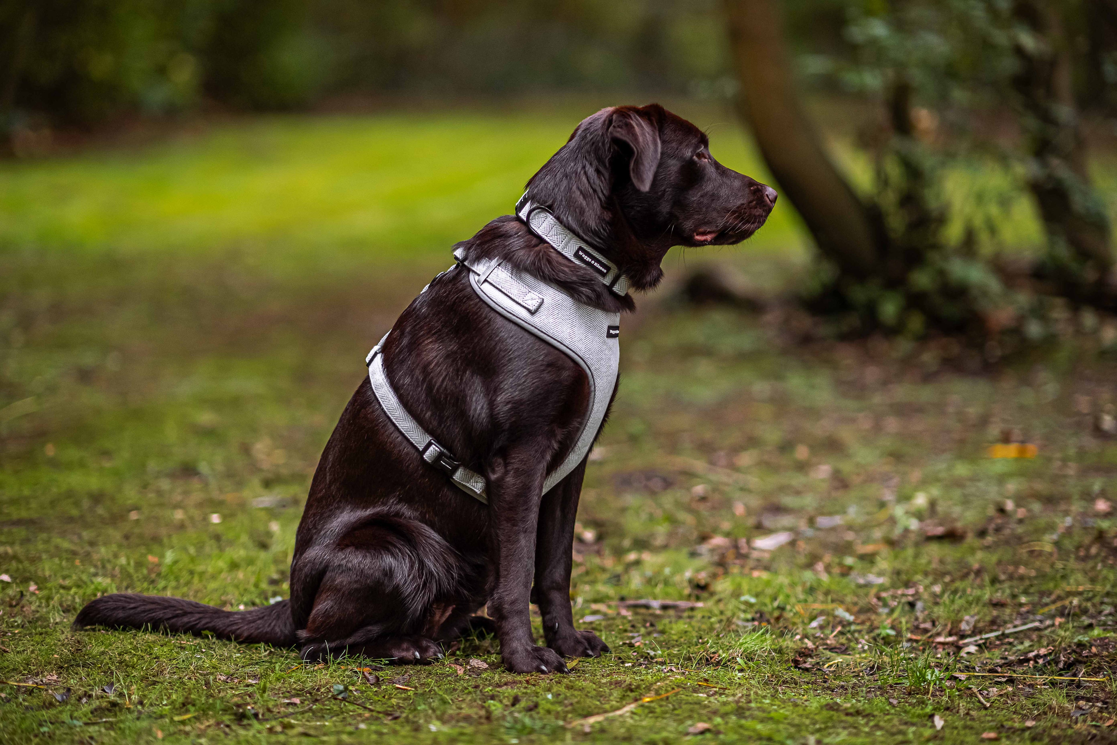 Signs Your Dog’s Harness Doesn’t Fit Properly