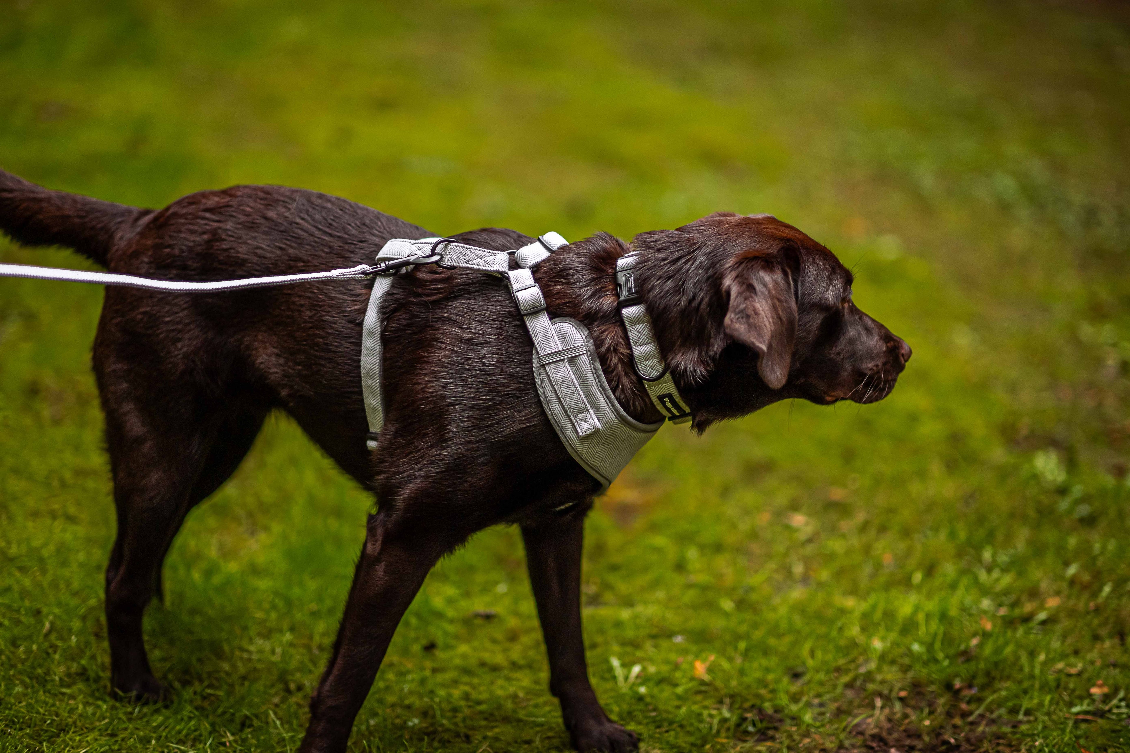 Signs Your Dog’s Harness Might Be Hurting Them
