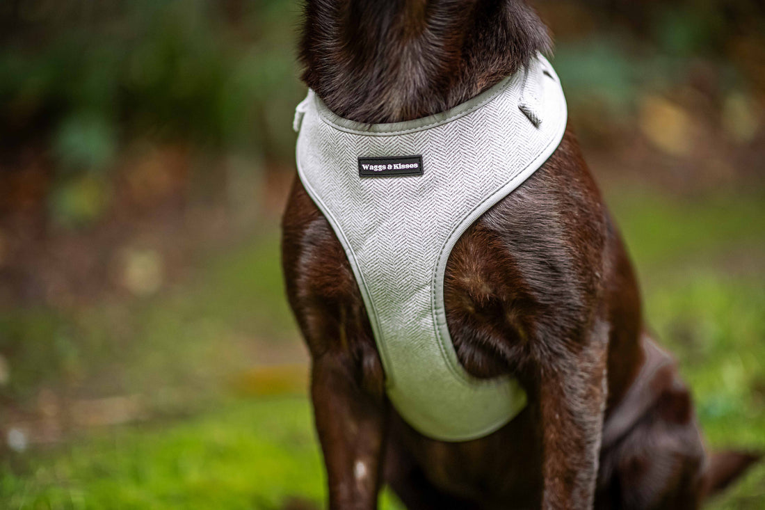 Step-In vs. Overhead Dog Harness