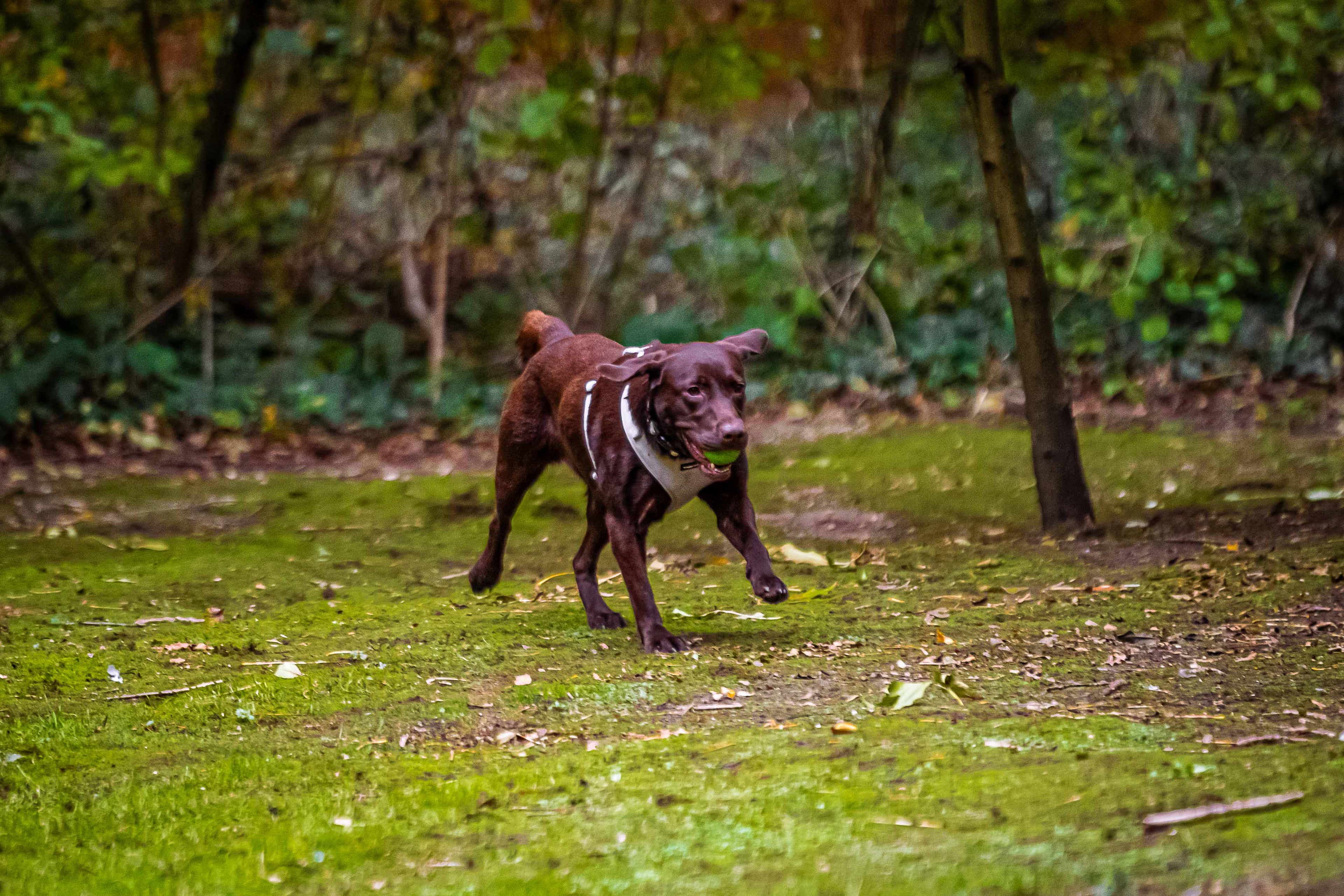 Summer Dog Walking Safety Tips Every Owner Should Know