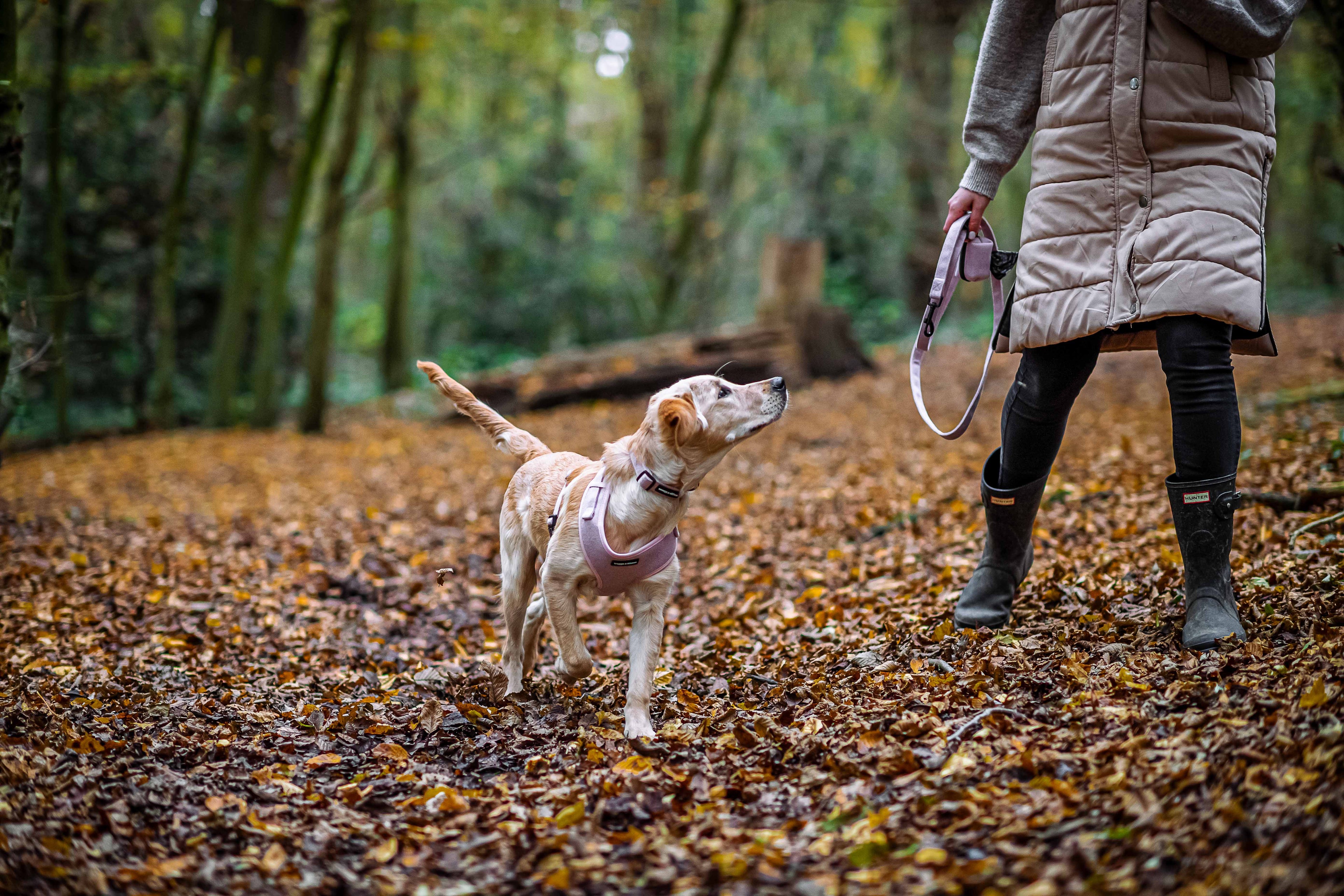 The Best Times of Day to Walk Your Dog 