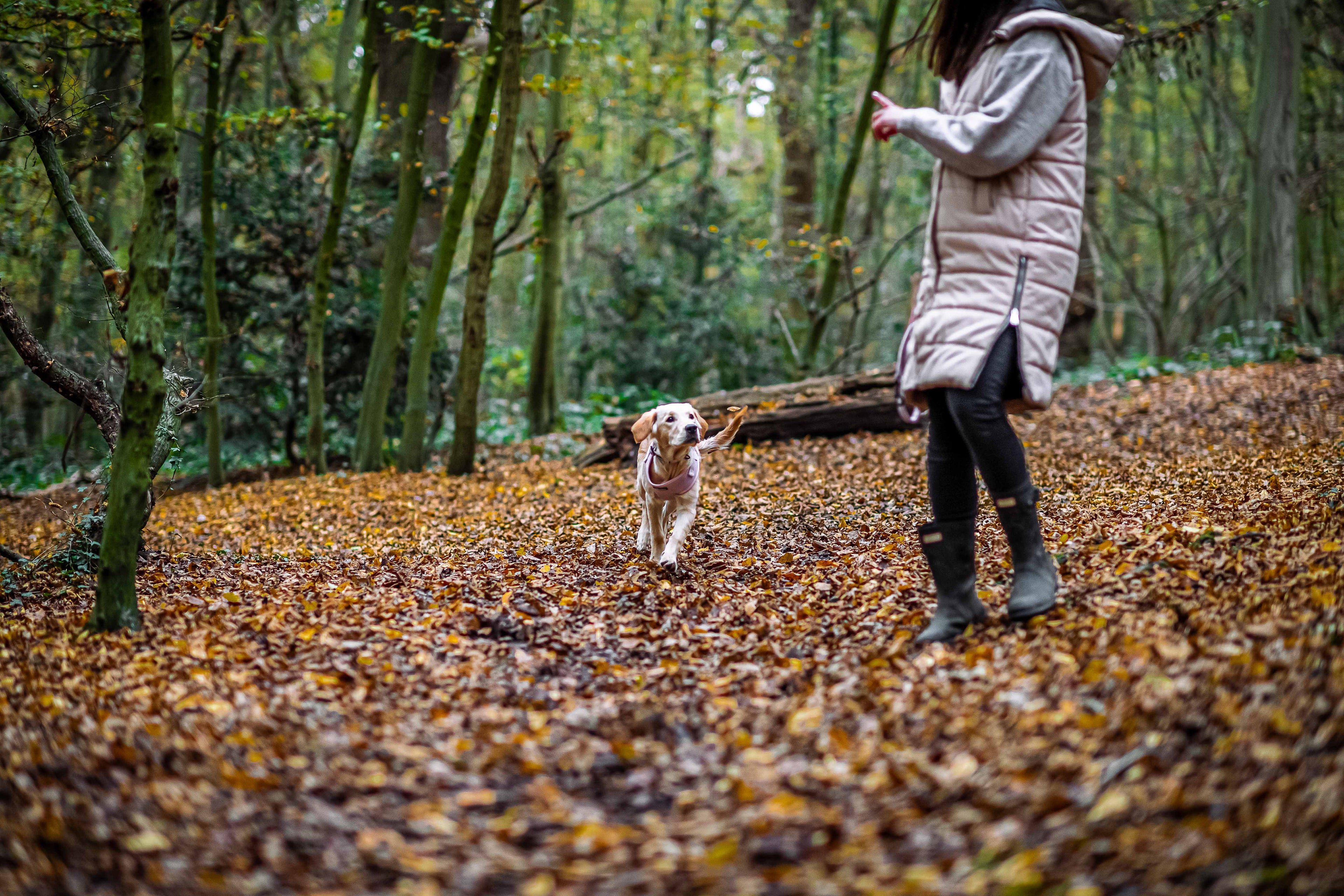 The Human Health Benefits Of Daily Dog Walks