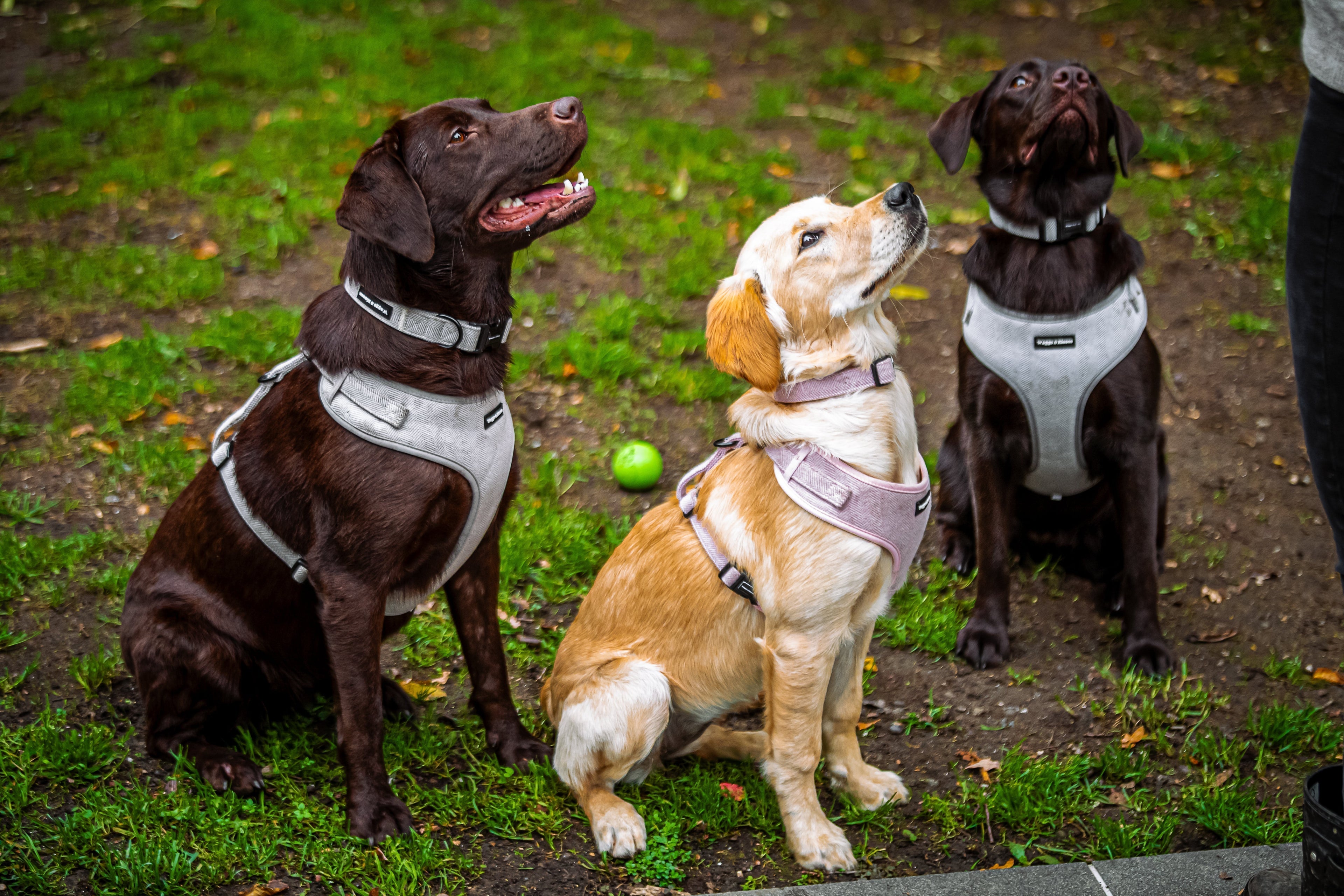 The Ultimate Dog Walking Checklist