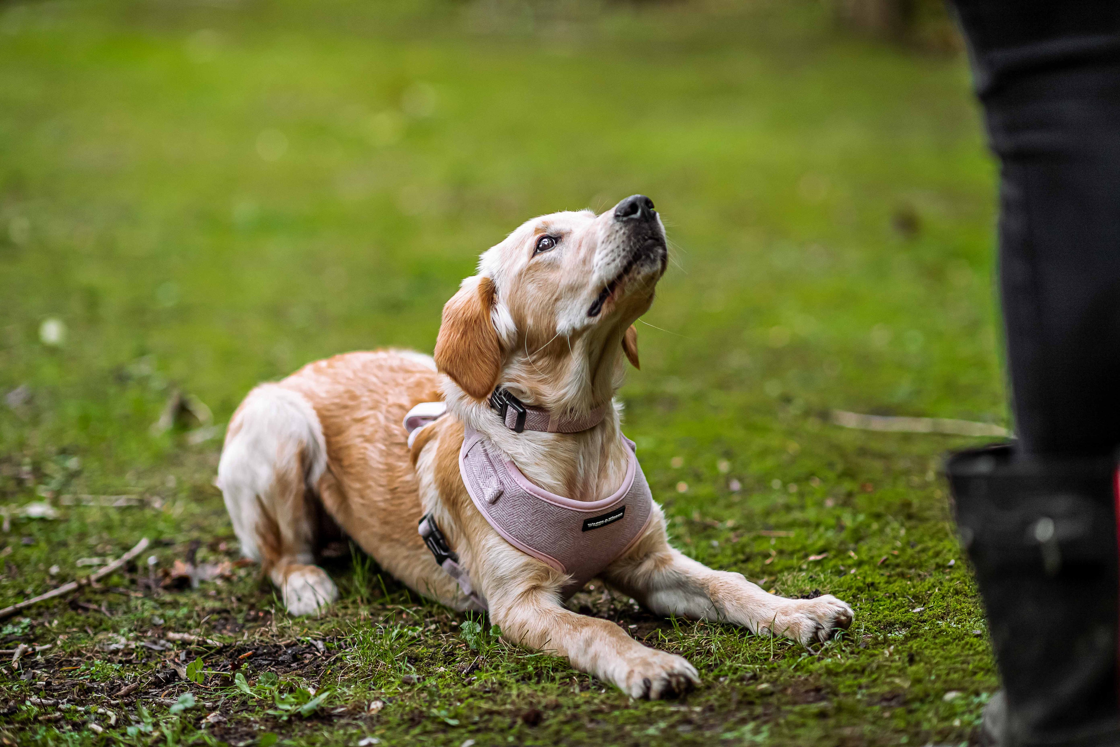 Training a Rescue Dog to Walk Calmly on a Lead