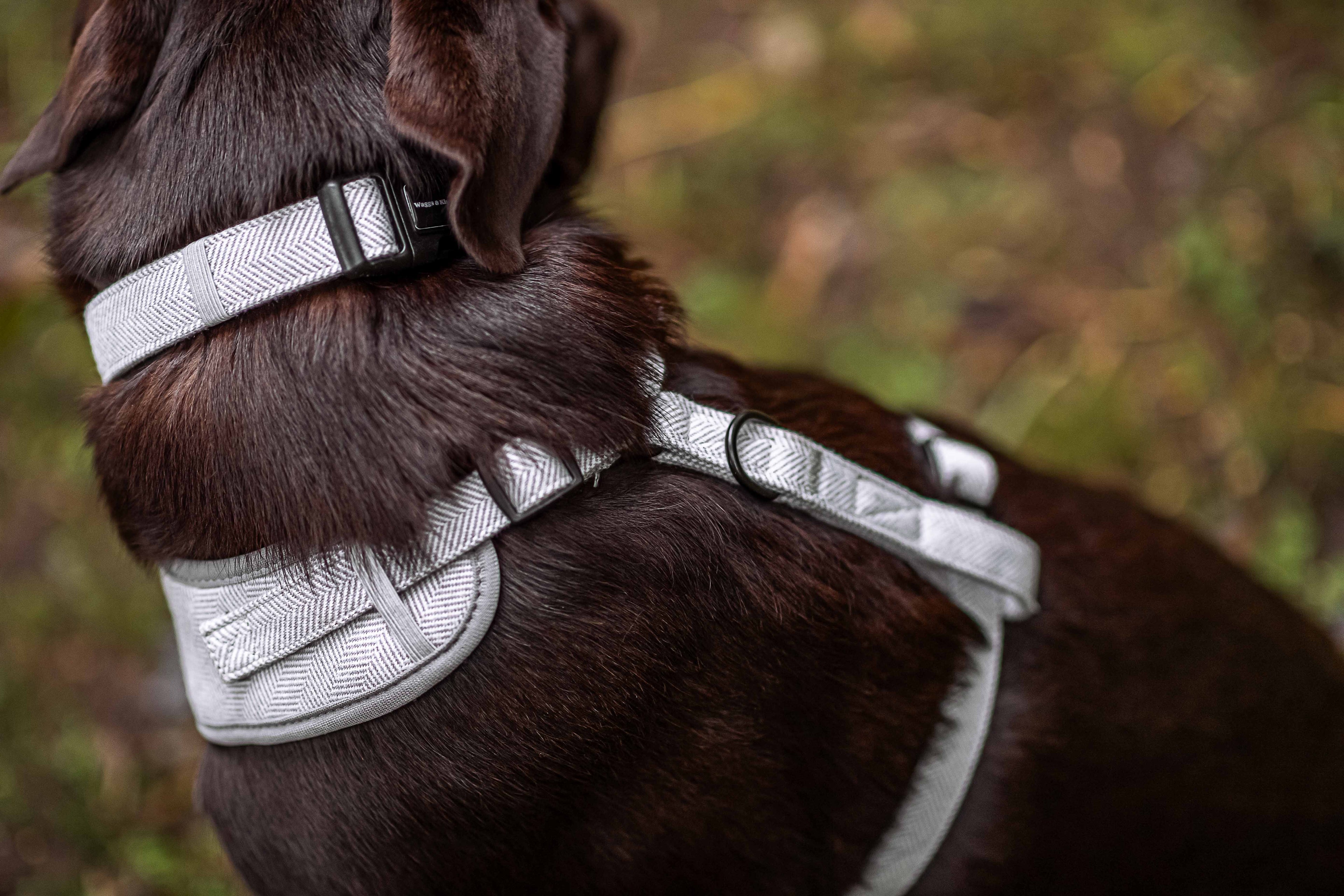 Types of Dog Collars and How to Choose the Right One