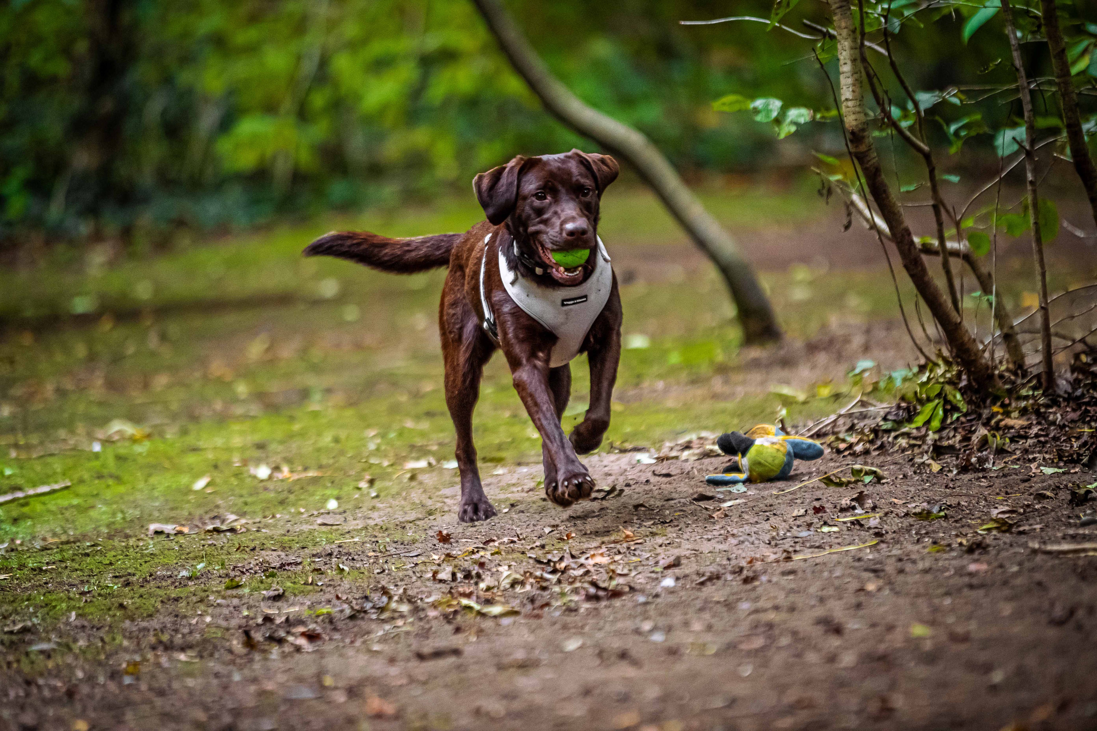 Walking For Senior Or Special-Needs Dogs