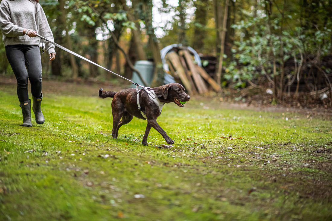 Walking with Reactive Dogs Tips & Tools That Help
