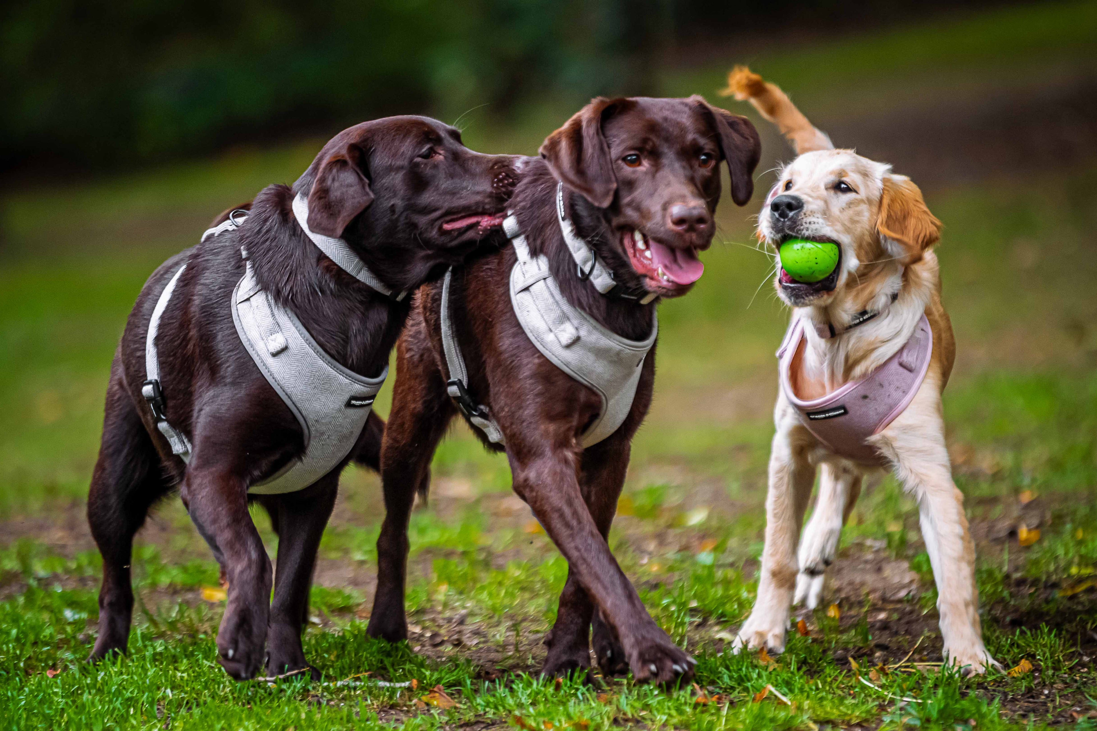 Why Matching Dog Accessories Make a Big Difference