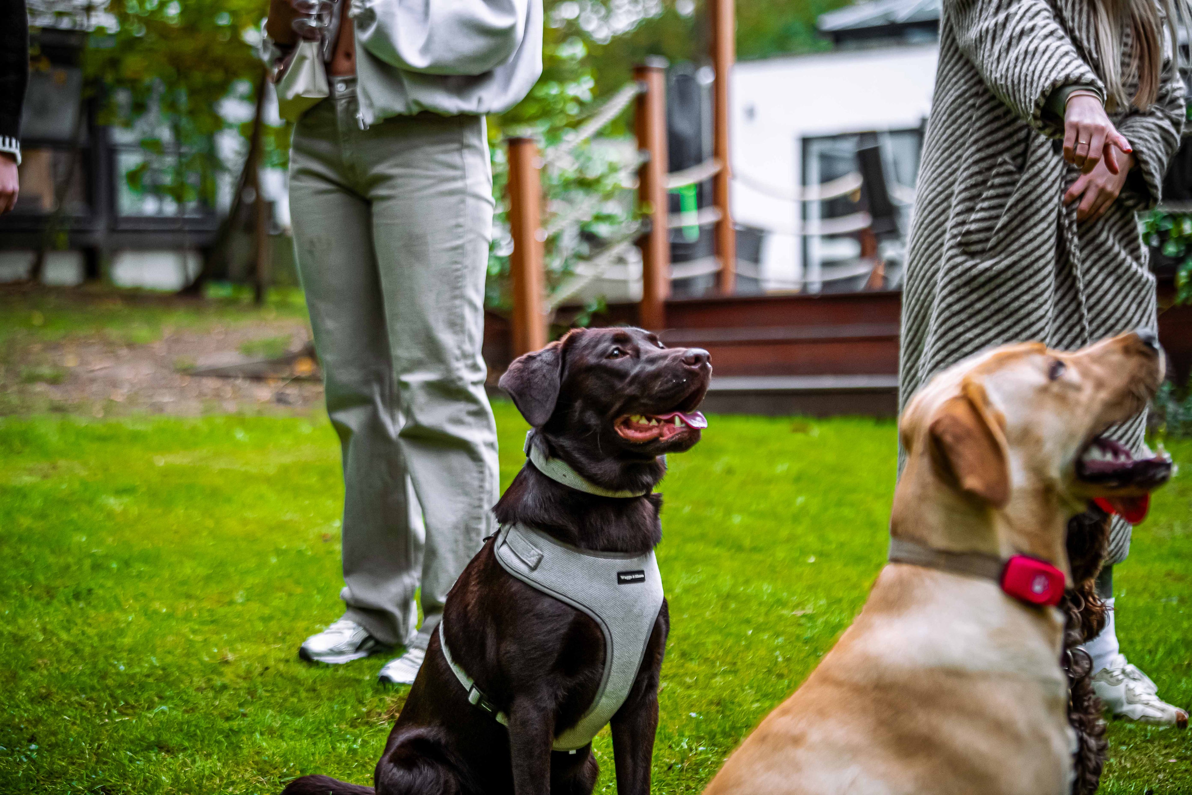 Why UK Dog Owners Love Tweed for Dogs