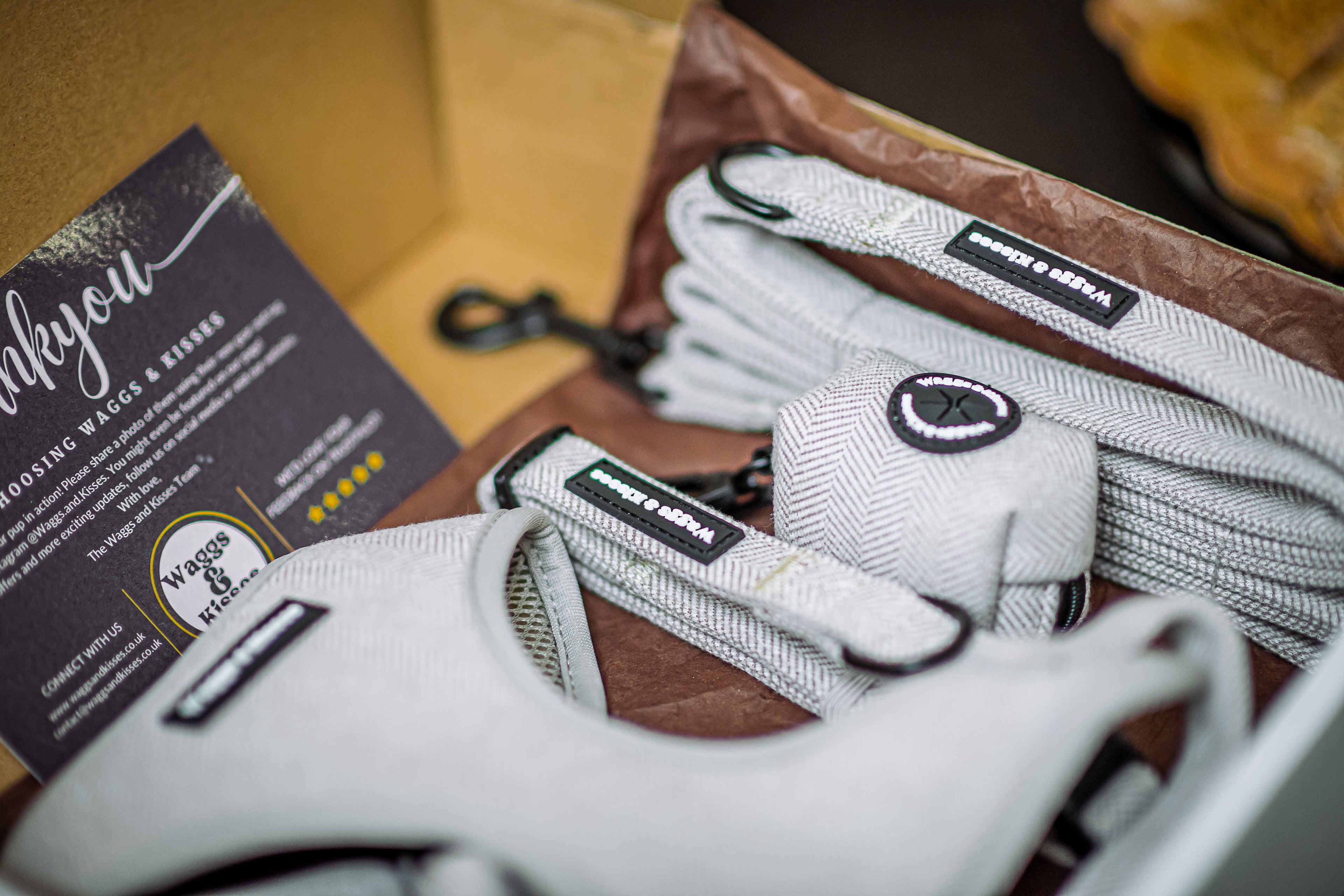 Winter Dog Walking Gear Checklist Keep Your Pup Safe and Stylish