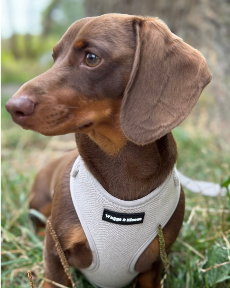 Dachshund wearing a beige harness with a brand logo, standing outdoors.