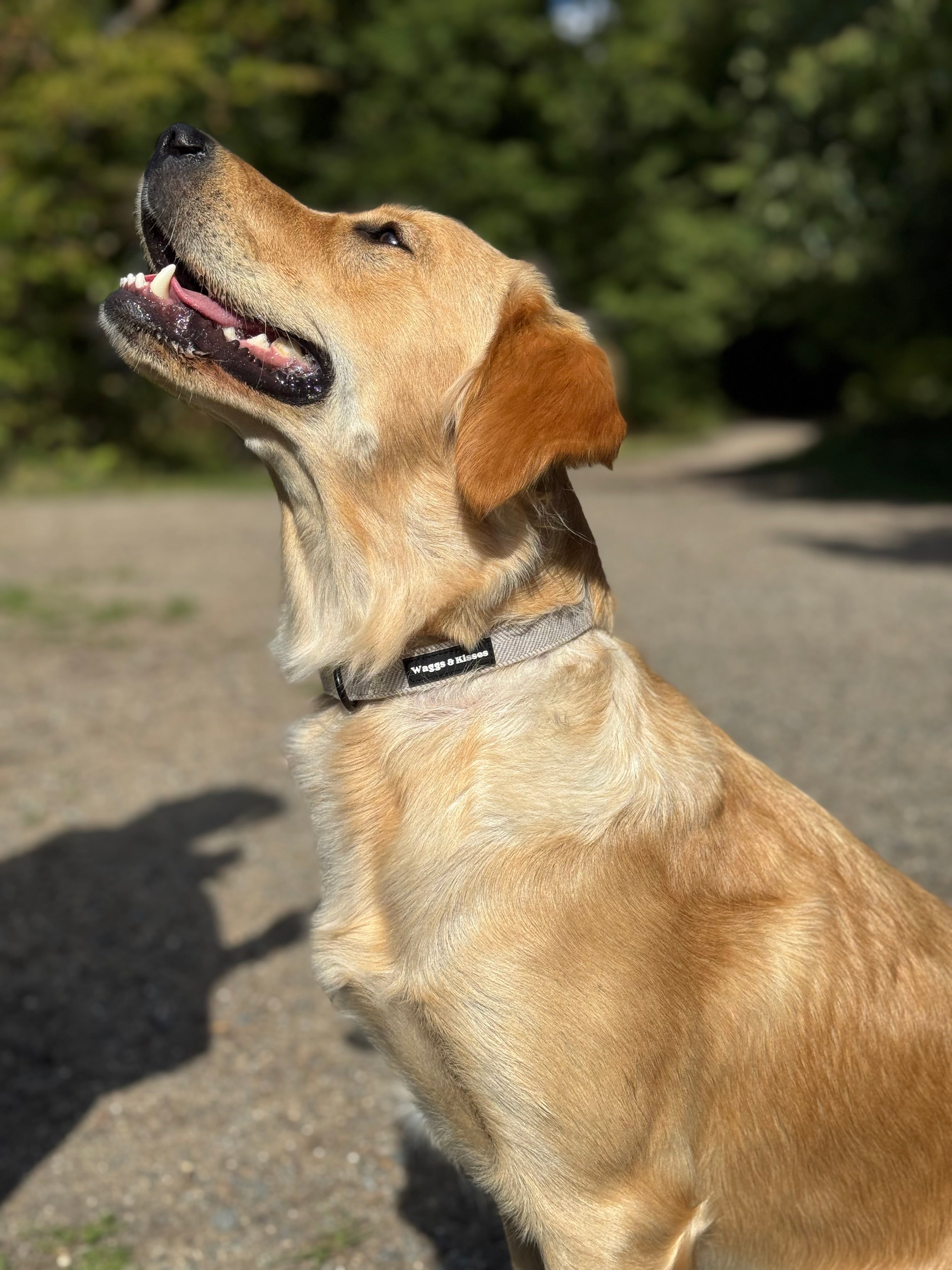 Dog Walking Starter Kit - Soft Truffle