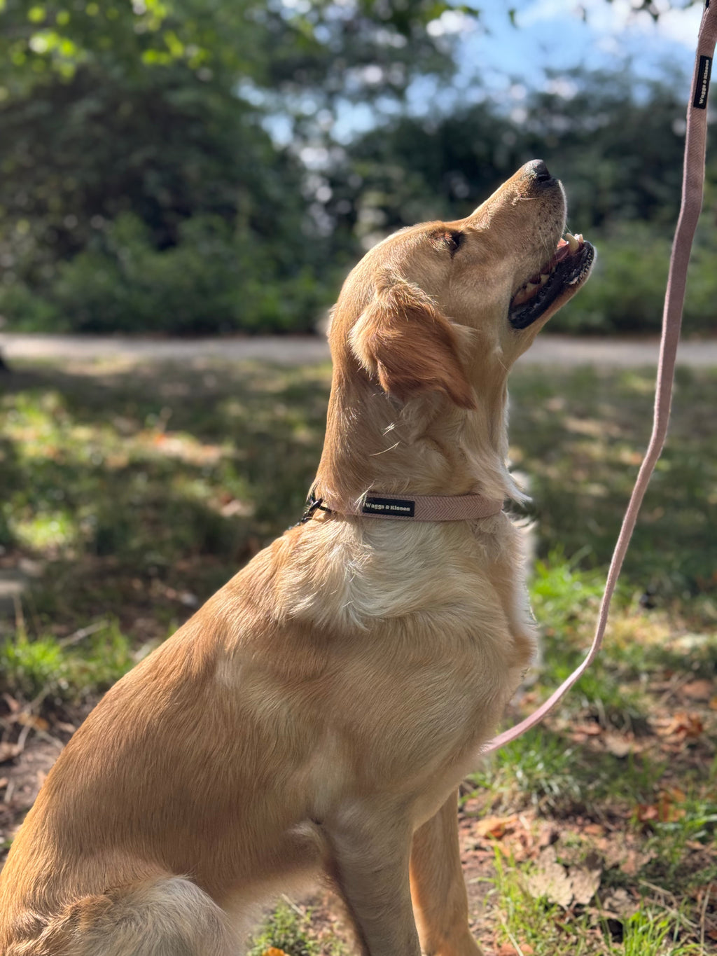 Dog Walking Starter Kit - Cherry Blossom