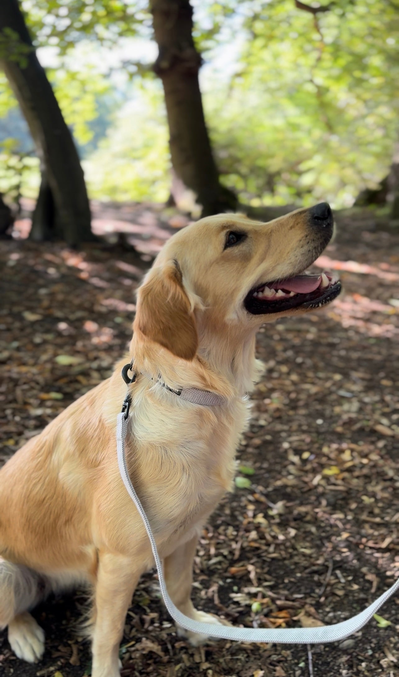 Dog Walking Start Kit - Slate Grey